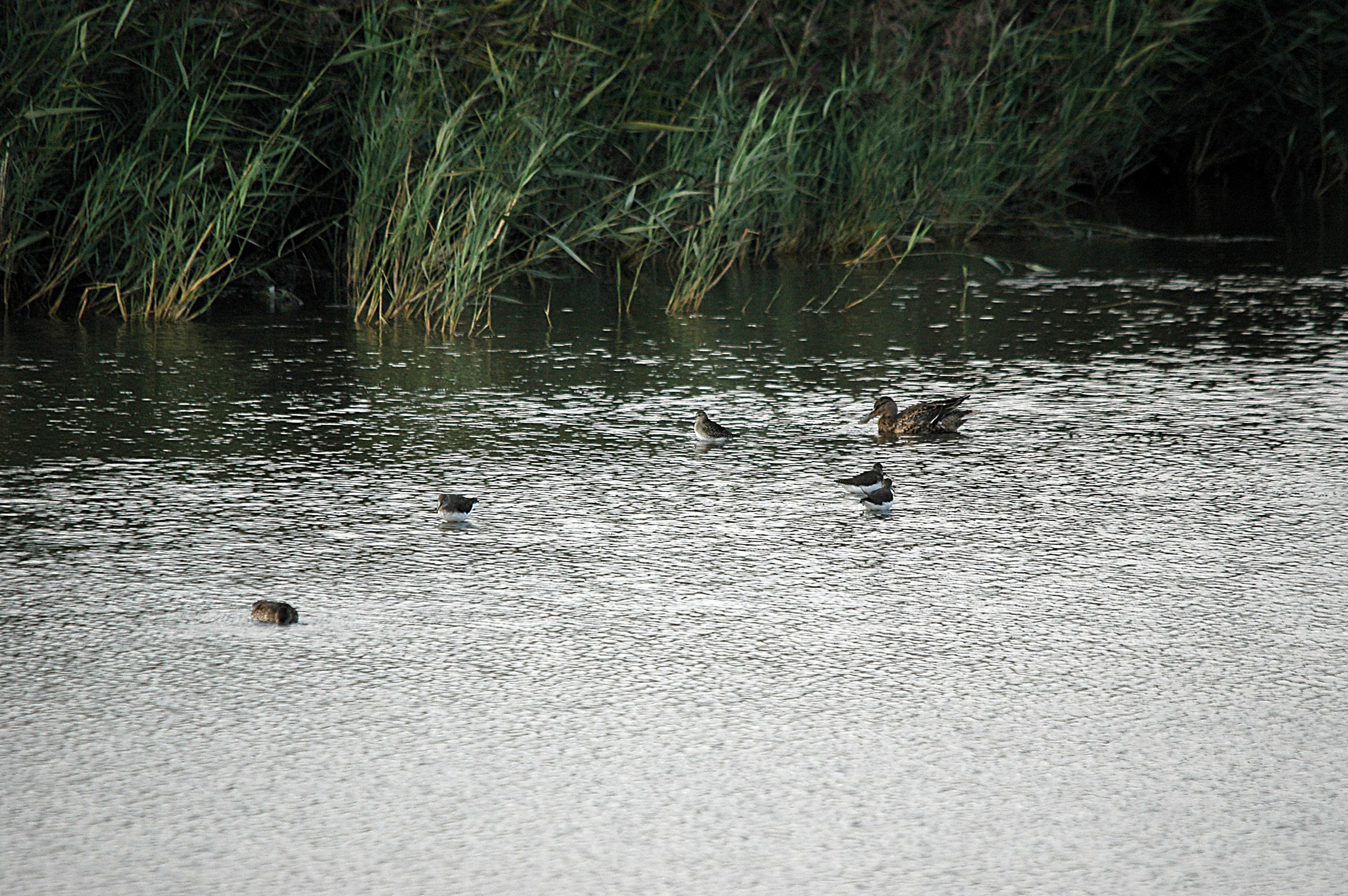 photos/wildlife/Bird_Species/063-Waders/1560-Green_Sandpiper/DSC_7369_sm.jpg