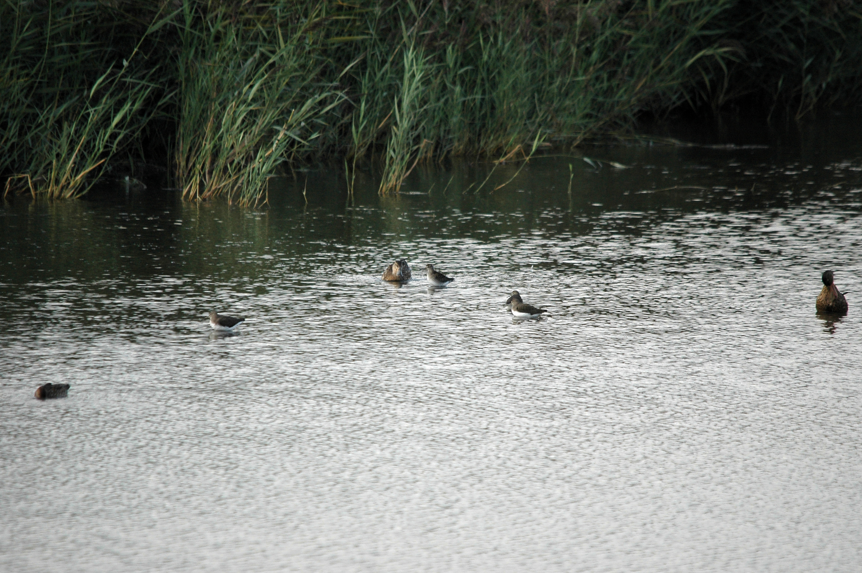 photos/wildlife/Bird_Species/063-Waders/1560-Green_Sandpiper/DSC_7370.JPG