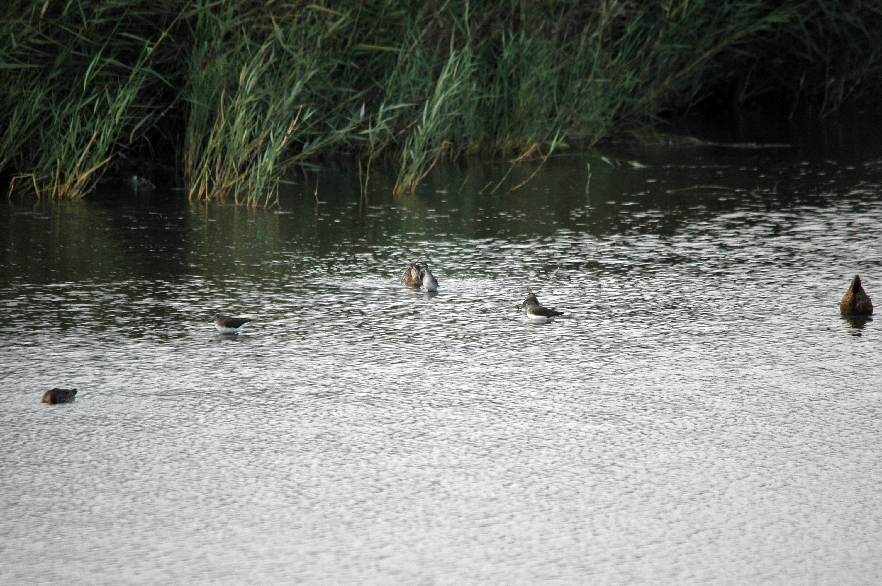 photos/wildlife/Bird_Species/063-Waders/1560-Green_Sandpiper/DSC_7371.JPG