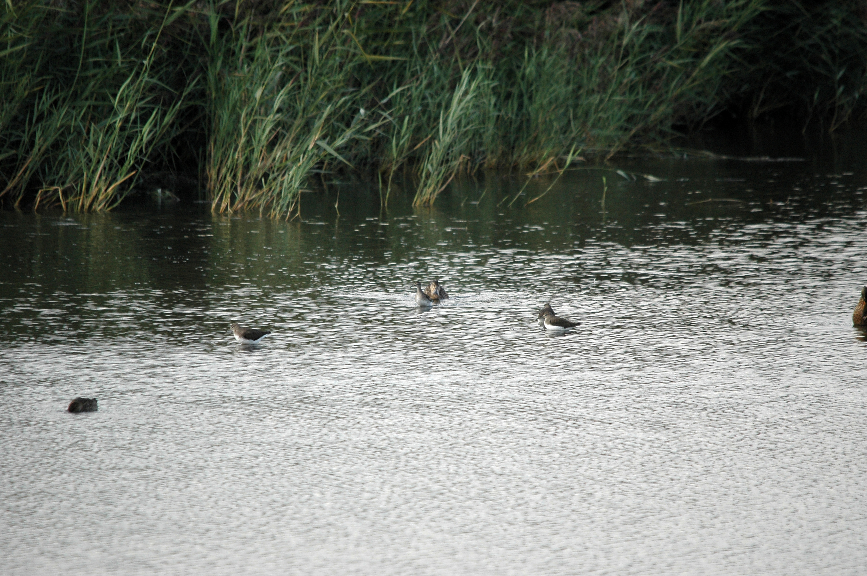 photos/wildlife/Bird_Species/063-Waders/1560-Green_Sandpiper/DSC_7372.JPG