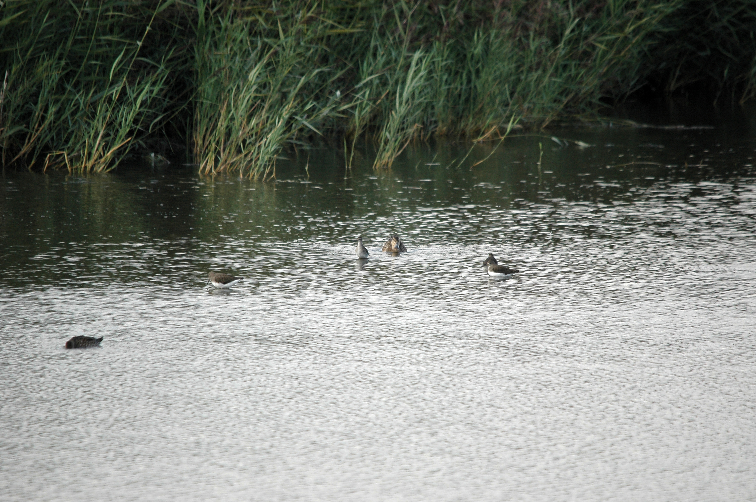 photos/wildlife/Bird_Species/063-Waders/1560-Green_Sandpiper/DSC_7373.JPG