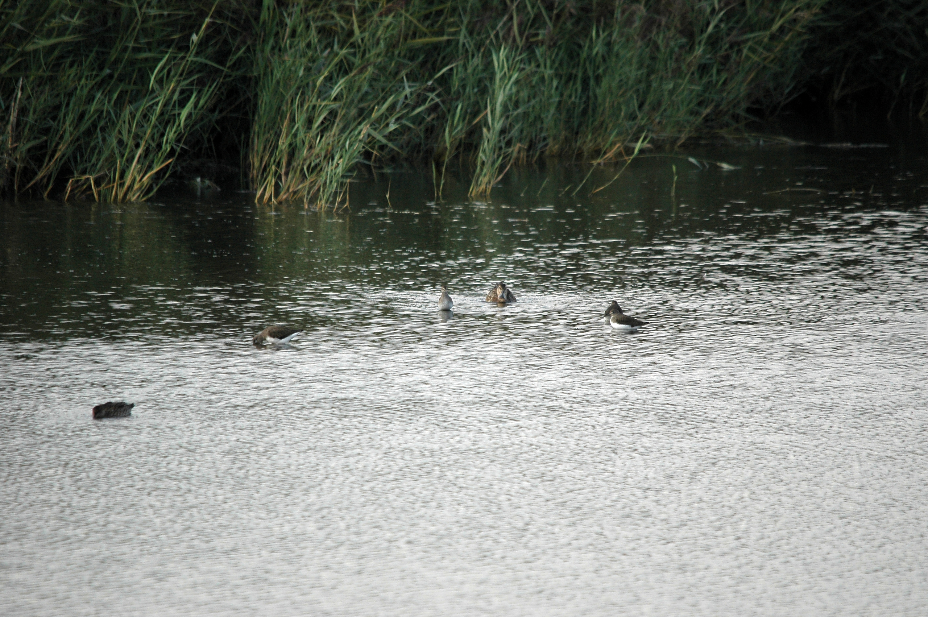 photos/wildlife/Bird_Species/063-Waders/1560-Green_Sandpiper/DSC_7374.JPG