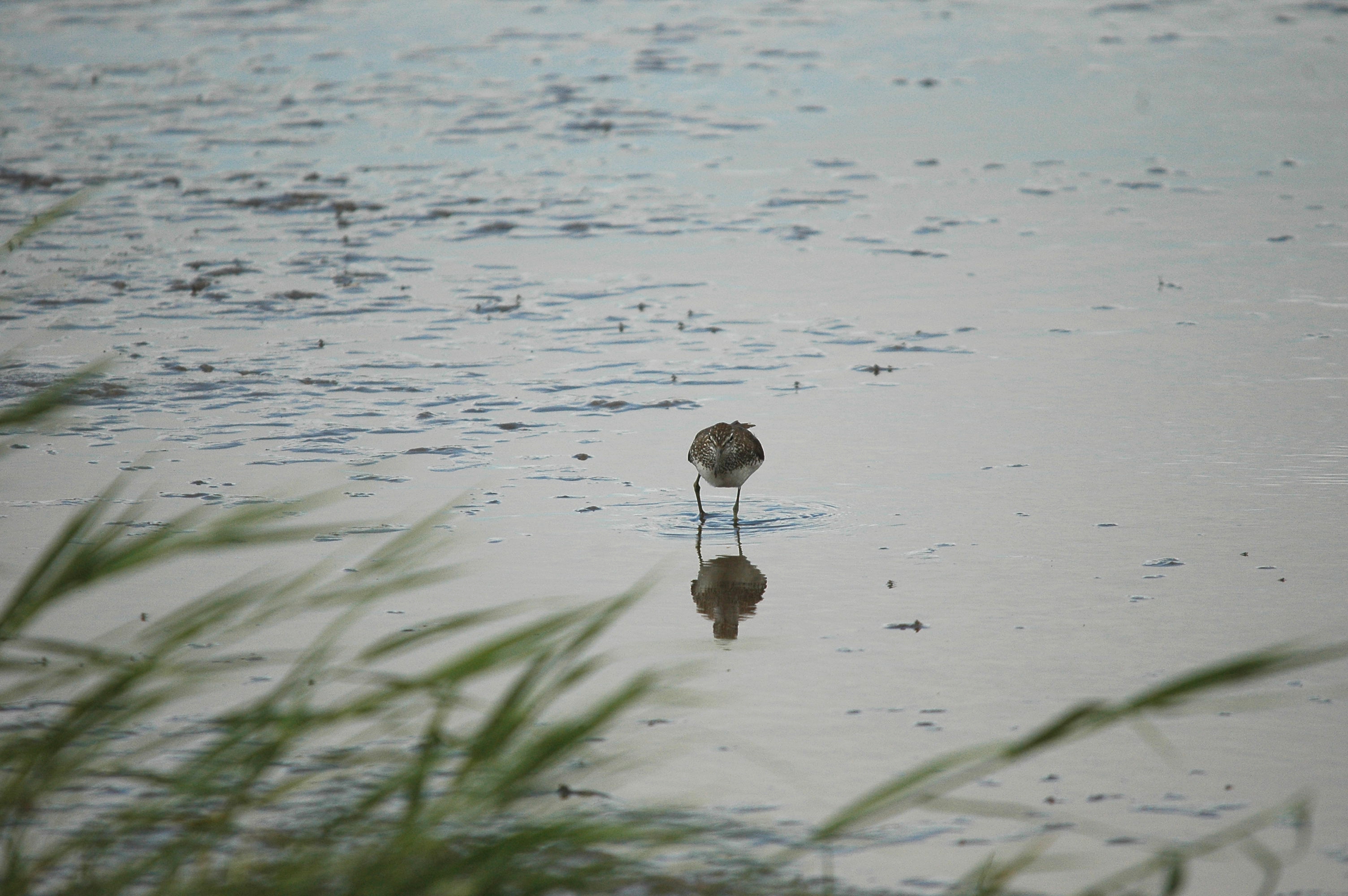 photos/wildlife/Bird_Species/063-Waders/1560-Green_Sandpiper/dsc_2446.jpg