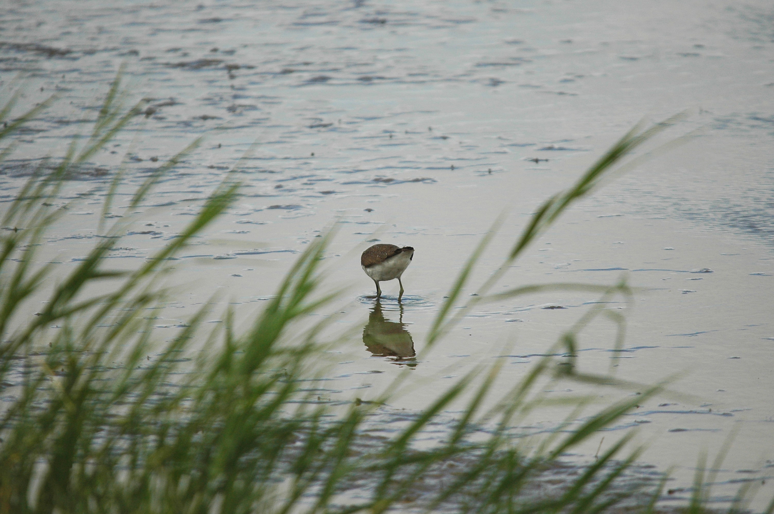 photos/wildlife/Bird_Species/063-Waders/1560-Green_Sandpiper/dsc_2447.jpg