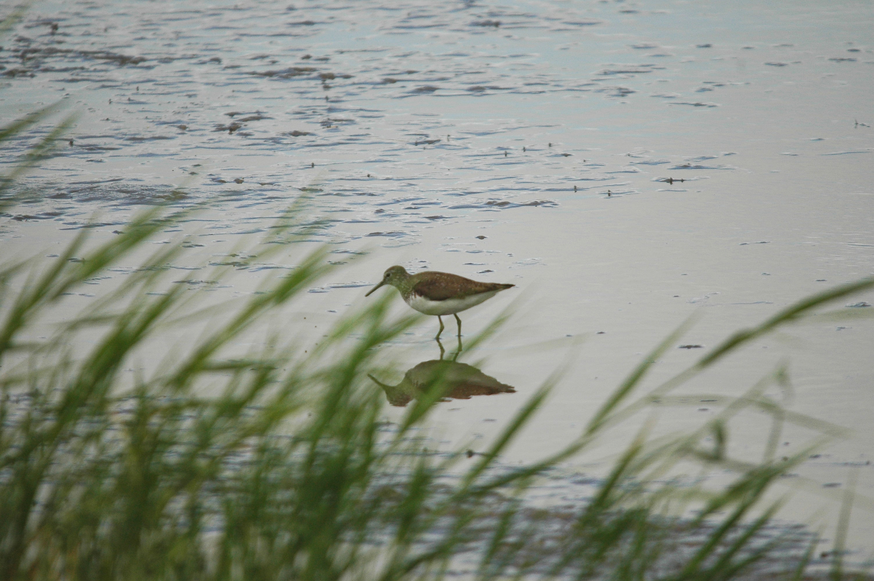 photos/wildlife/Bird_Species/063-Waders/1560-Green_Sandpiper/dsc_2448.jpg