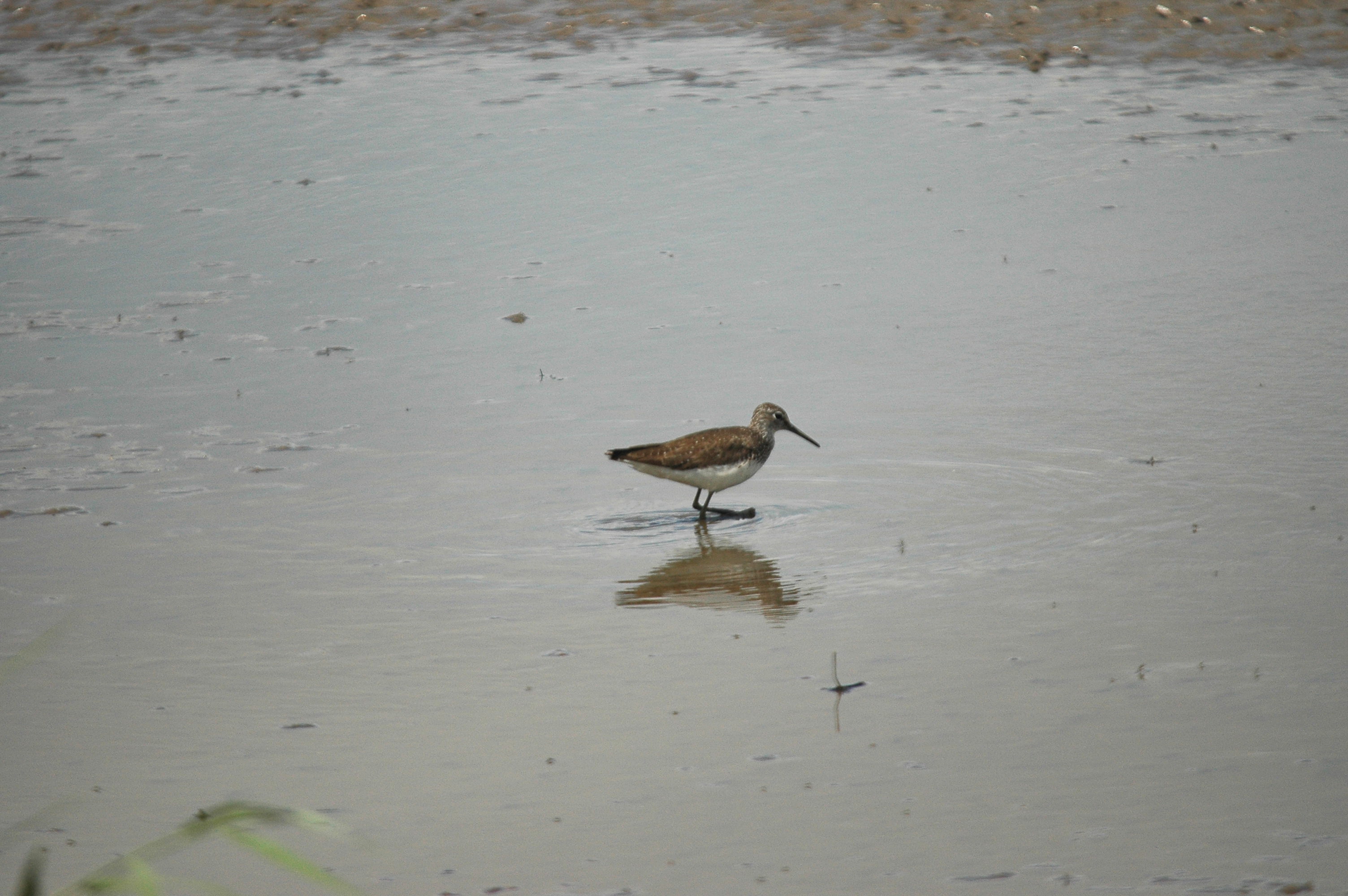 photos/wildlife/Bird_Species/063-Waders/1560-Green_Sandpiper/dsc_2449.jpg