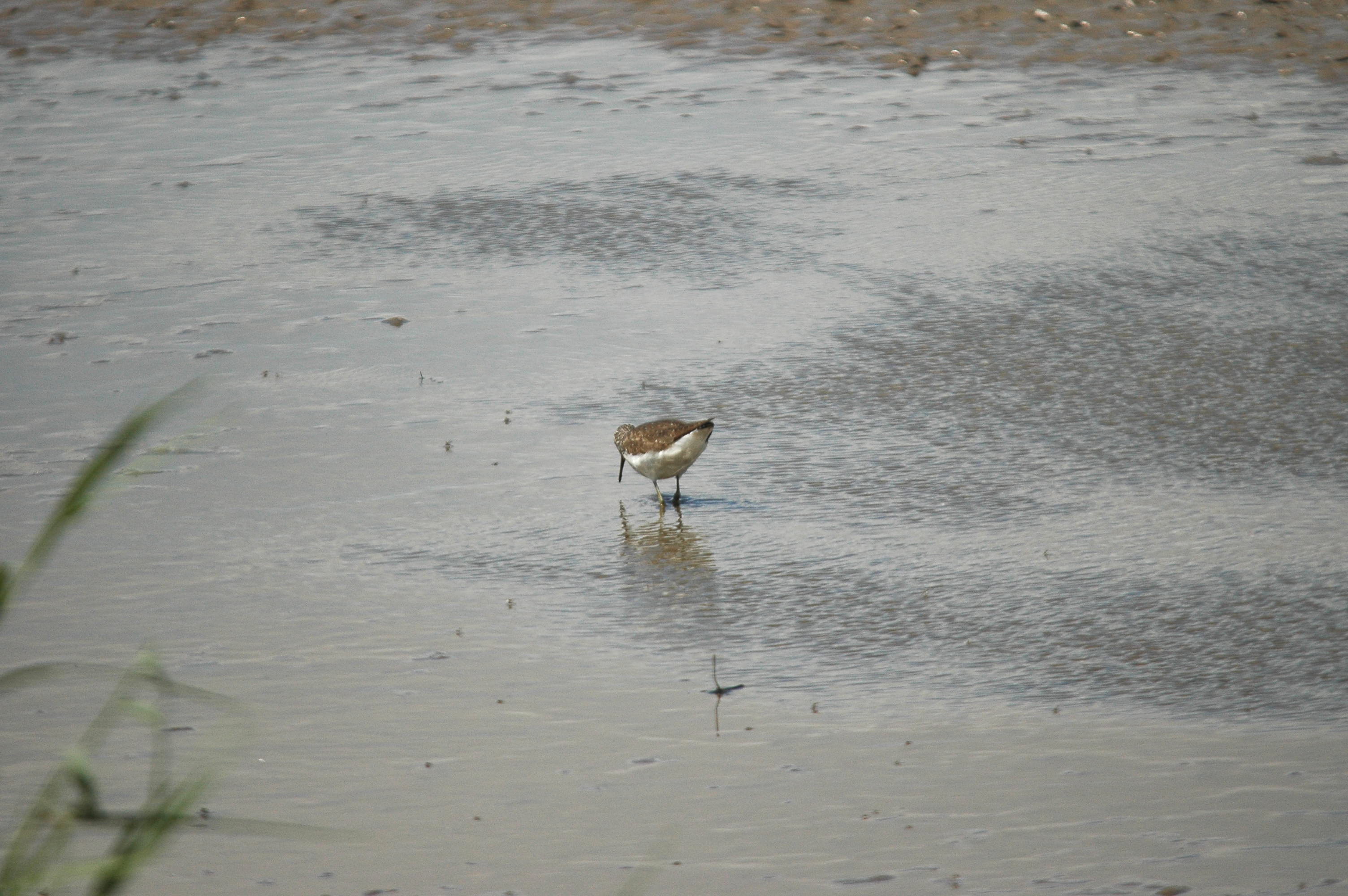 photos/wildlife/Bird_Species/063-Waders/1560-Green_Sandpiper/dsc_2450.jpg