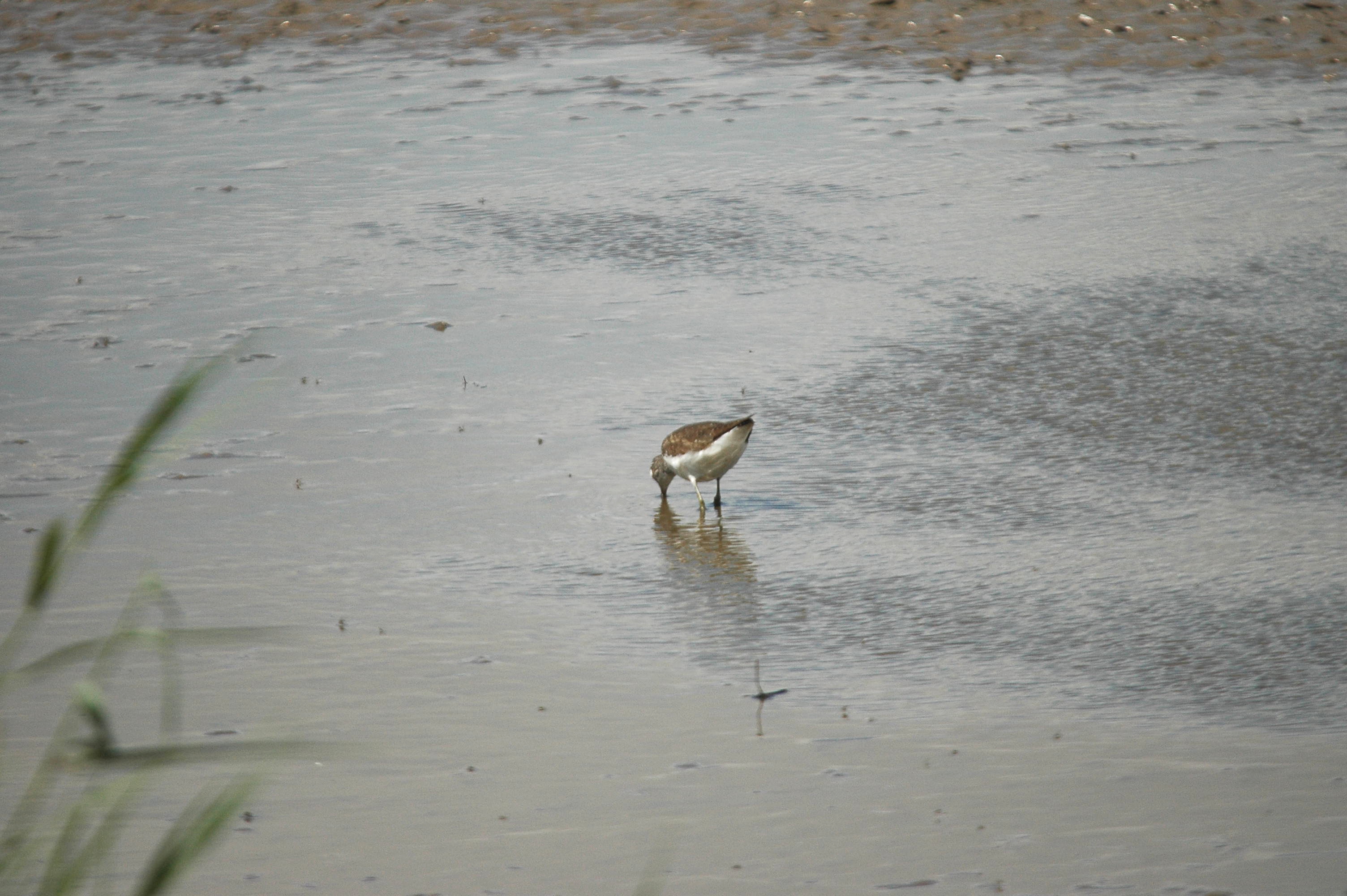 photos/wildlife/Bird_Species/063-Waders/1560-Green_Sandpiper/dsc_2451.jpg