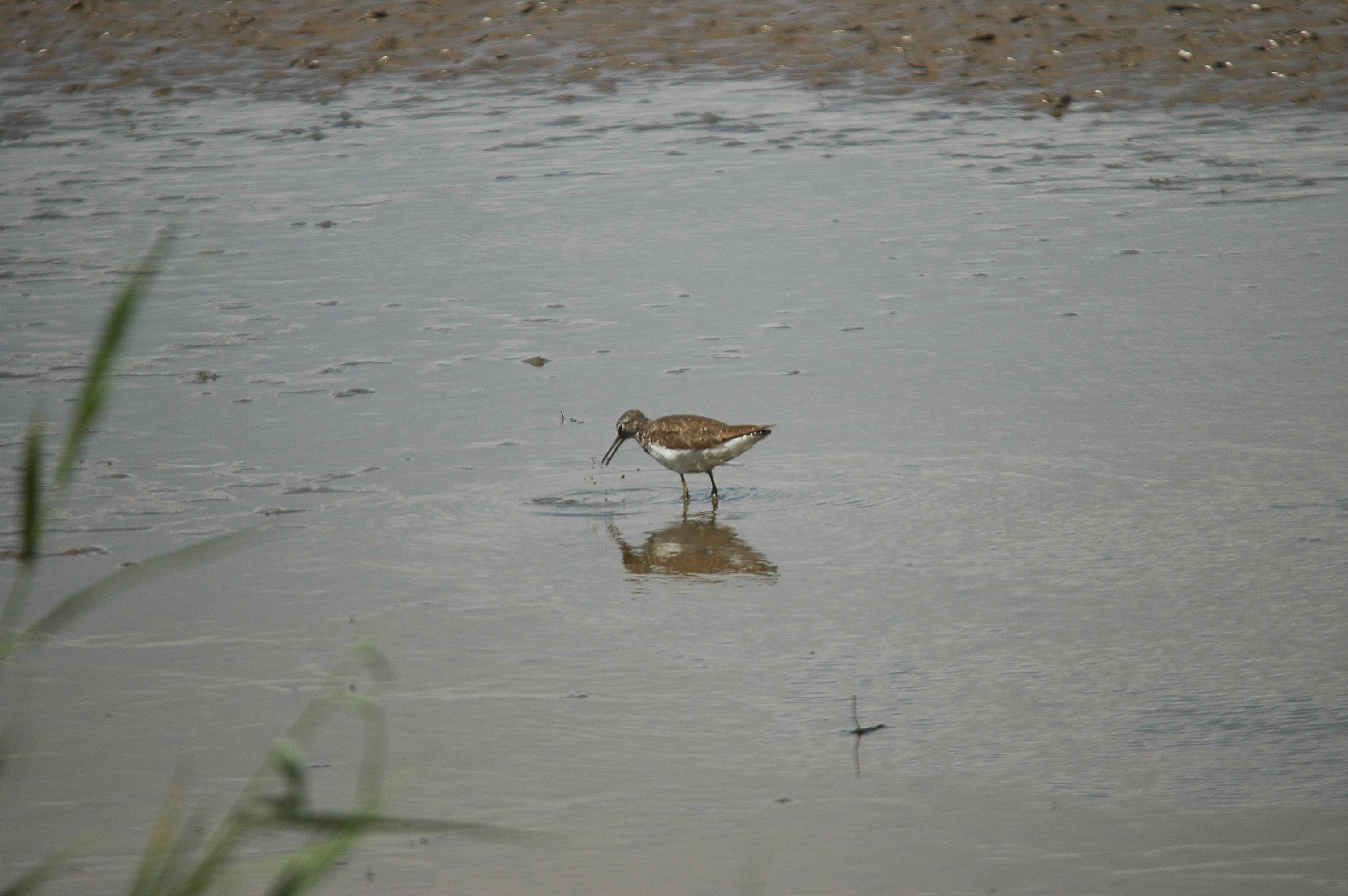 photos/wildlife/Bird_Species/063-Waders/1560-Green_Sandpiper/dsc_2452.jpg