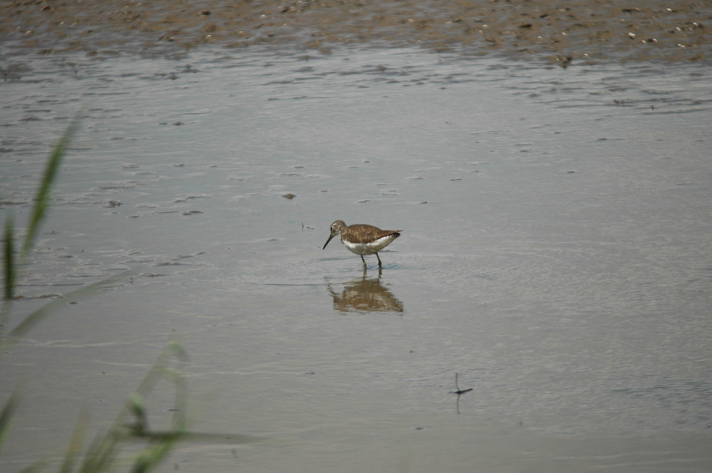 photos/wildlife/Bird_Species/063-Waders/1560-Green_Sandpiper/dsc_2453.jpg