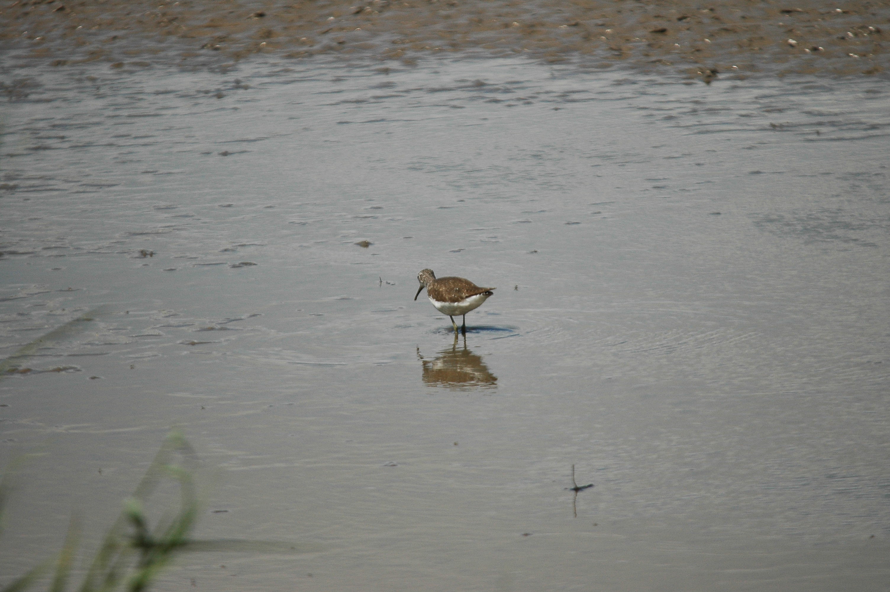 photos/wildlife/Bird_Species/063-Waders/1560-Green_Sandpiper/dsc_2454.jpg