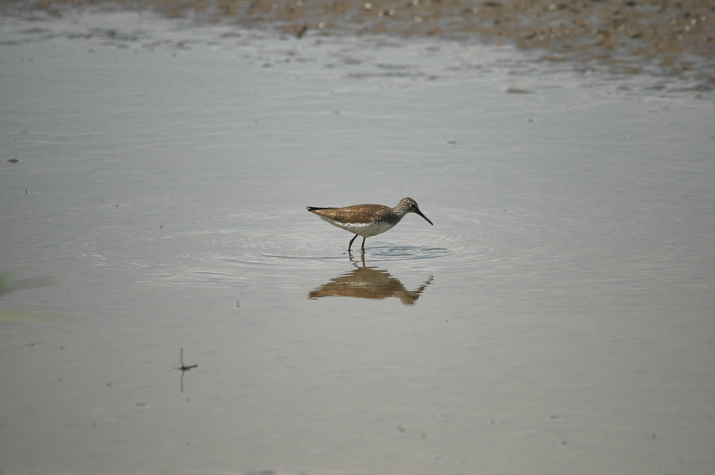 photos/wildlife/Bird_Species/063-Waders/1560-Green_Sandpiper/dsc_2455.jpg