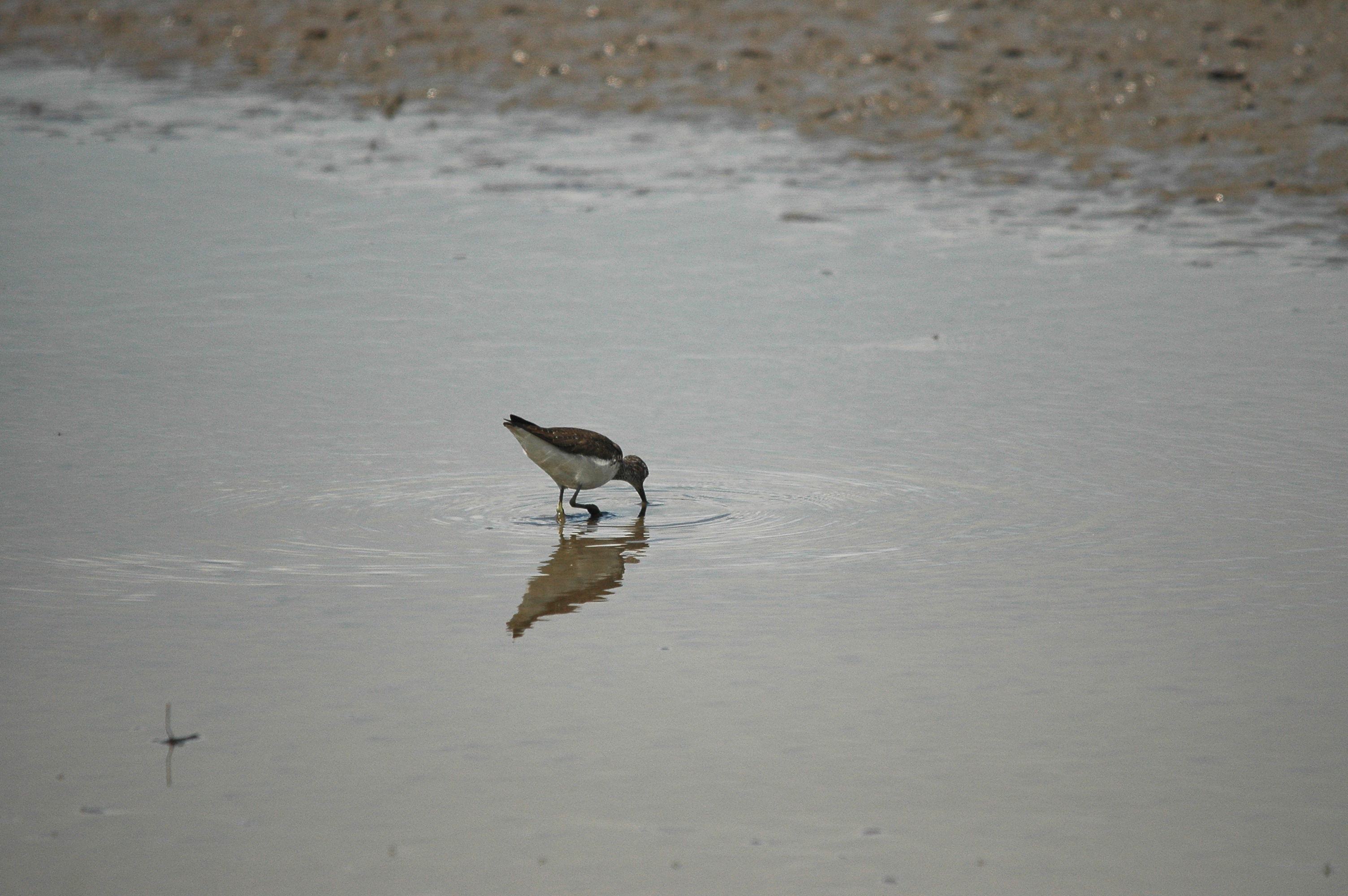 photos/wildlife/Bird_Species/063-Waders/1560-Green_Sandpiper/dsc_2456.jpg