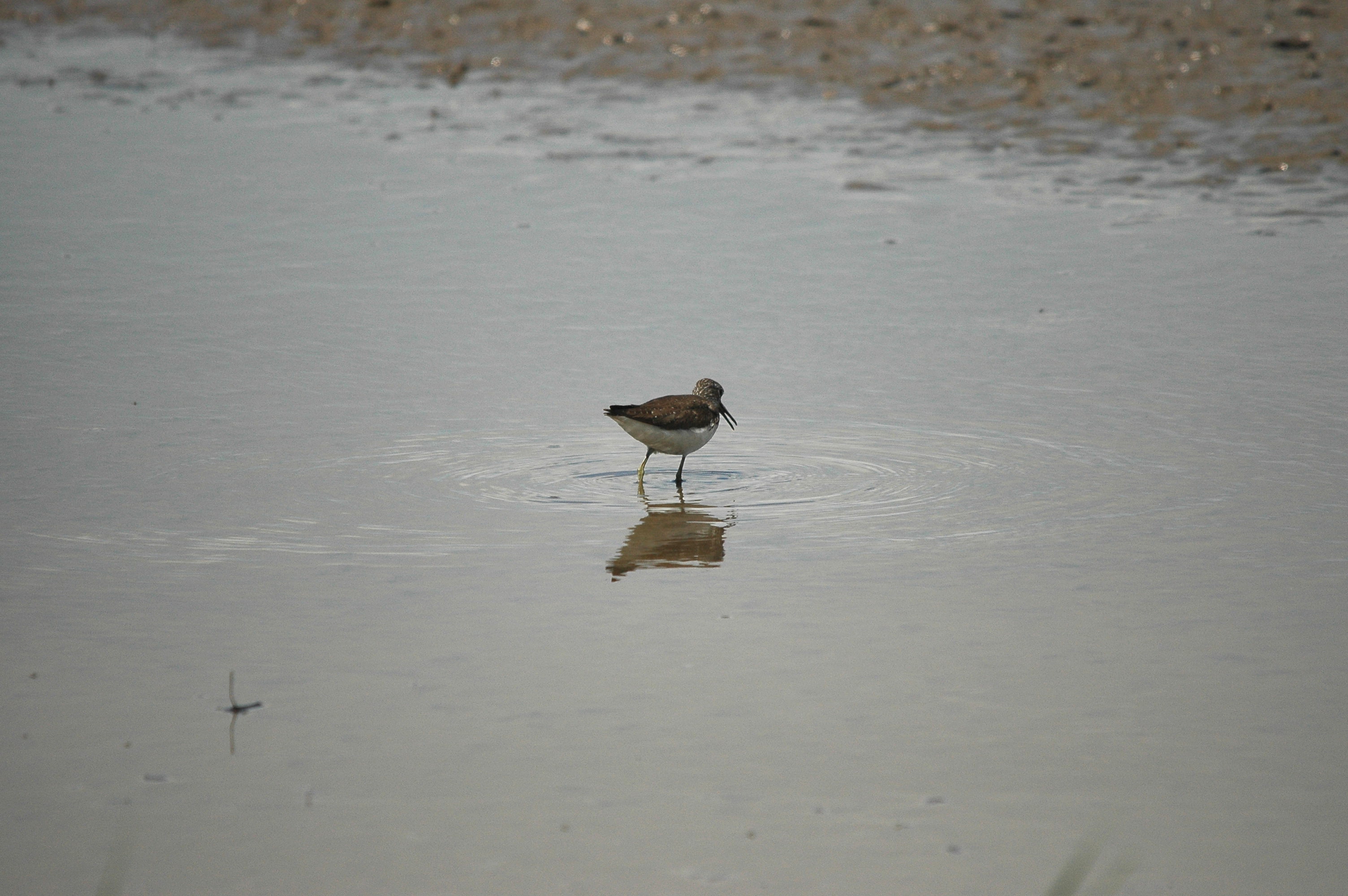 photos/wildlife/Bird_Species/063-Waders/1560-Green_Sandpiper/dsc_2457.jpg