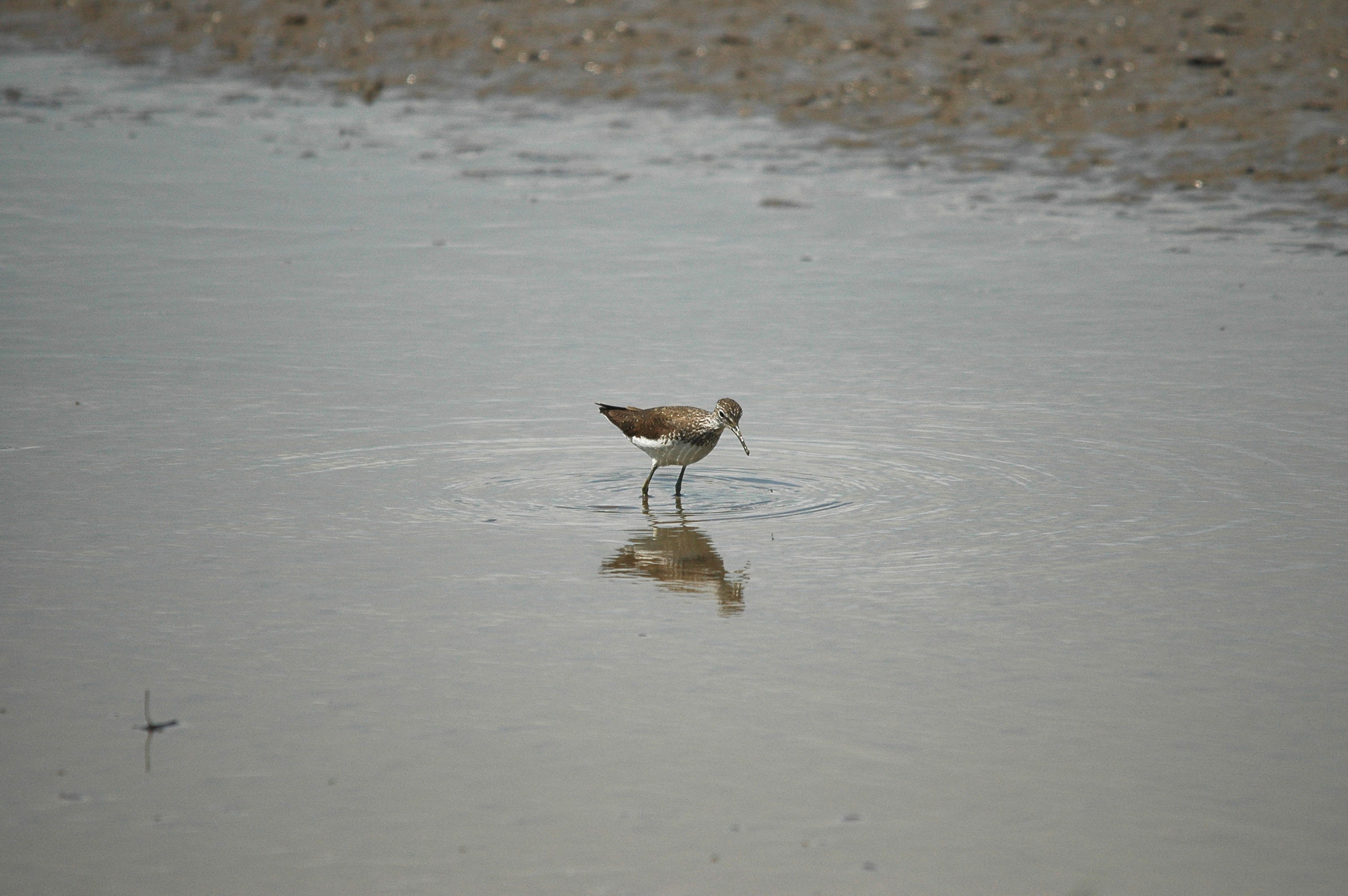 photos/wildlife/Bird_Species/063-Waders/1560-Green_Sandpiper/dsc_2458.jpg