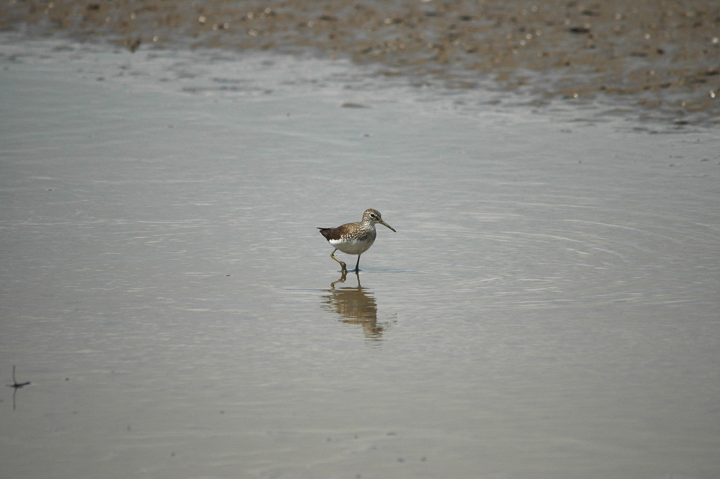 photos/wildlife/Bird_Species/063-Waders/1560-Green_Sandpiper/dsc_2459.jpg