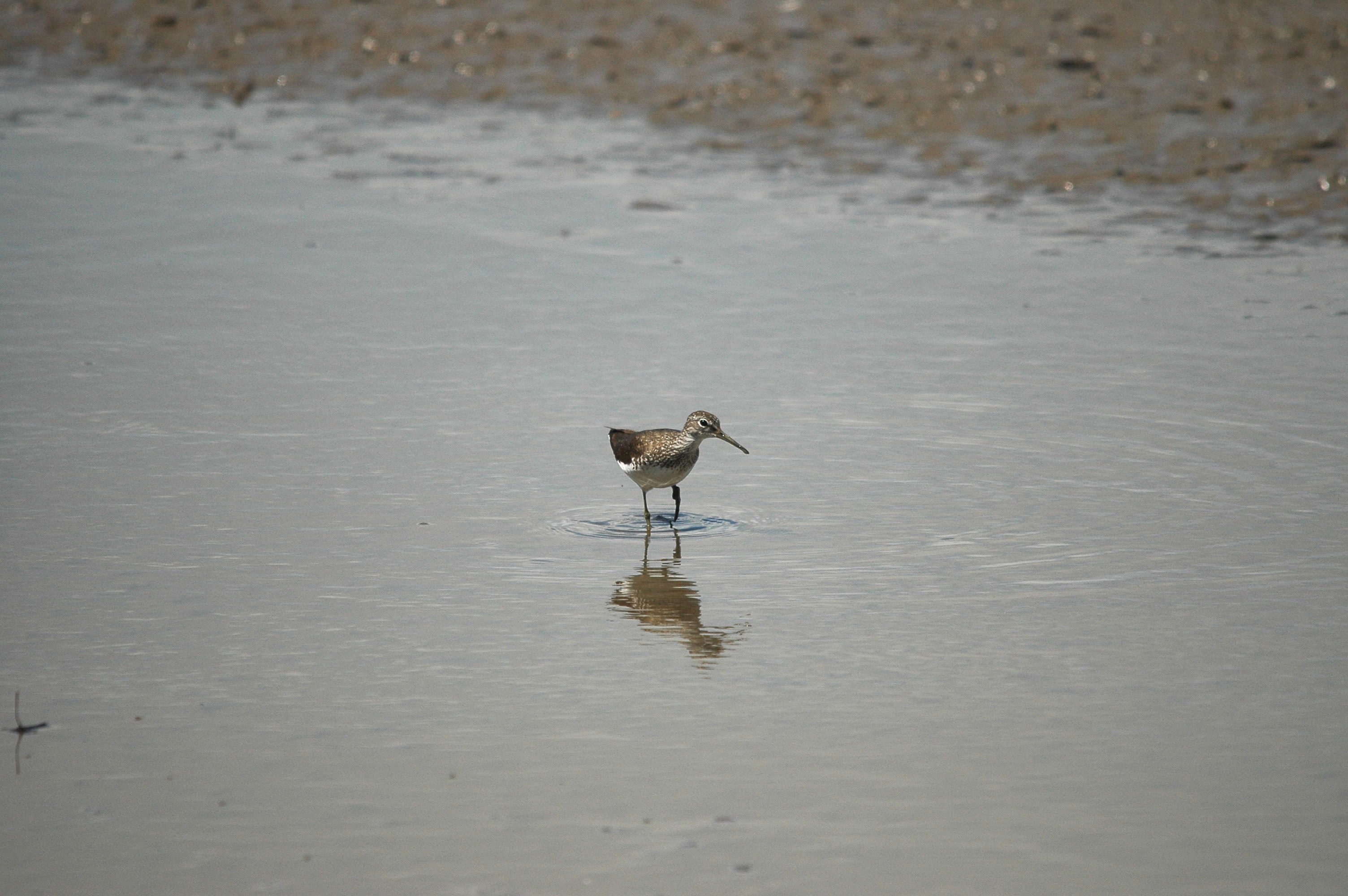 photos/wildlife/Bird_Species/063-Waders/1560-Green_Sandpiper/dsc_2460.jpg