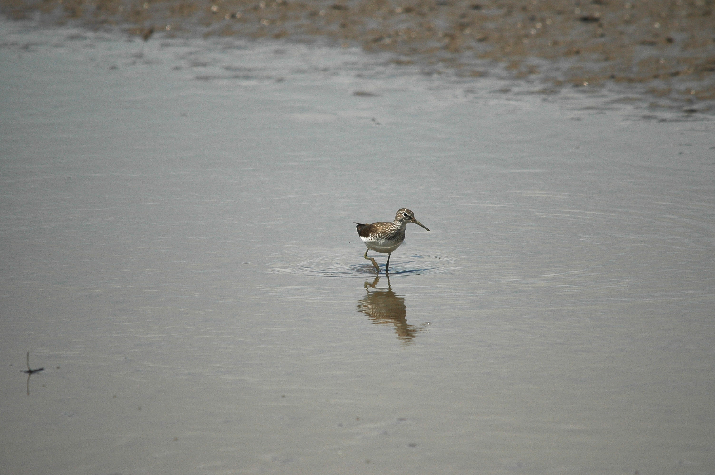 photos/wildlife/Bird_Species/063-Waders/1560-Green_Sandpiper/dsc_2461.jpg