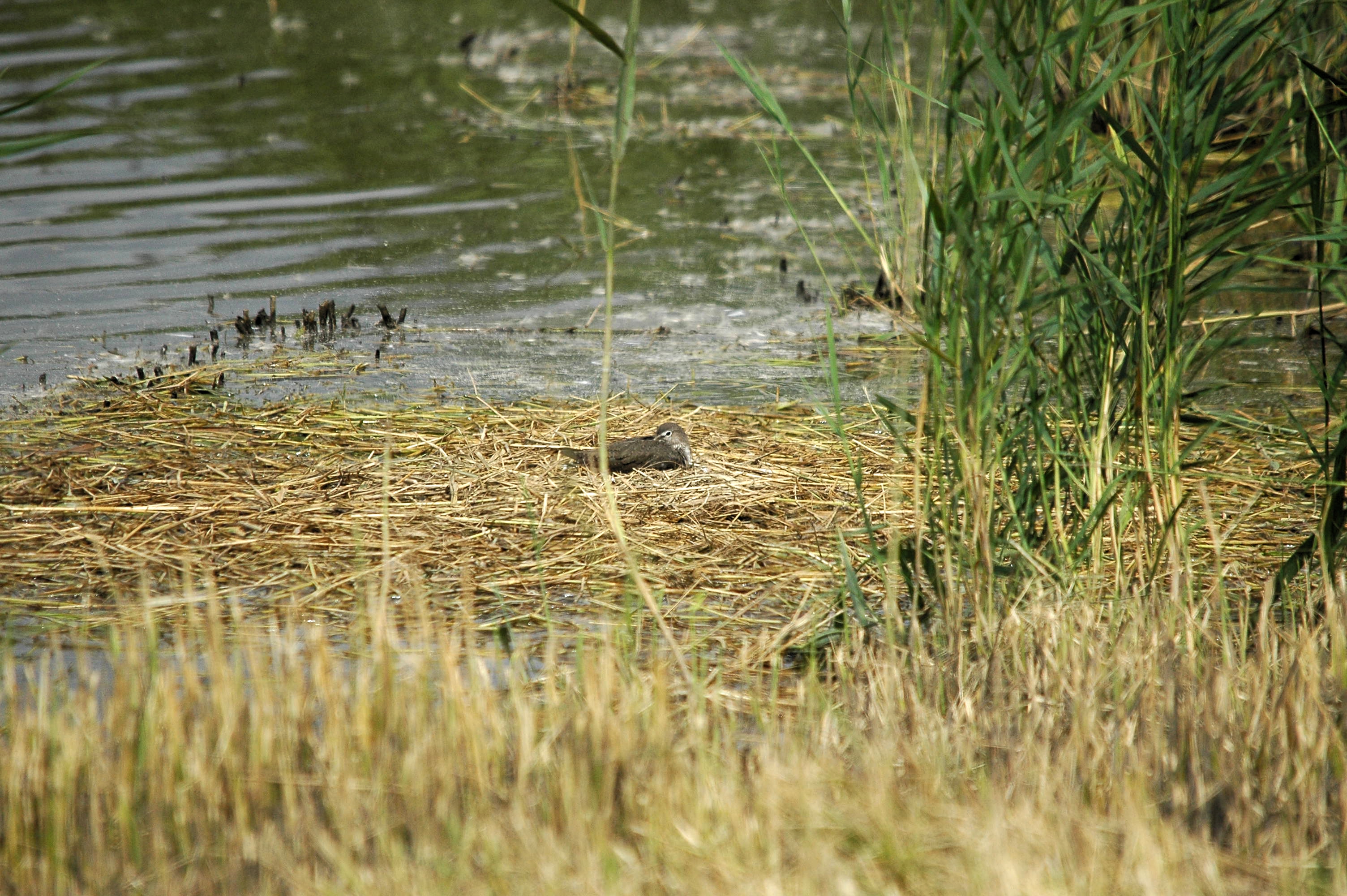 photos/wildlife/Bird_Species/063-Waders/1560-Green_Sandpiper/dsc_2731.jpg