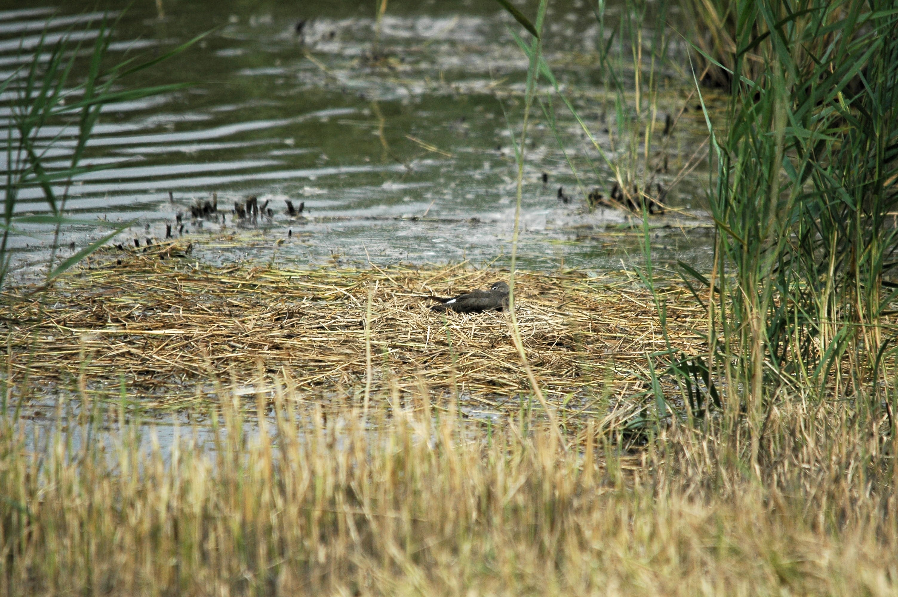 photos/wildlife/Bird_Species/063-Waders/1560-Green_Sandpiper/dsc_2732.jpg