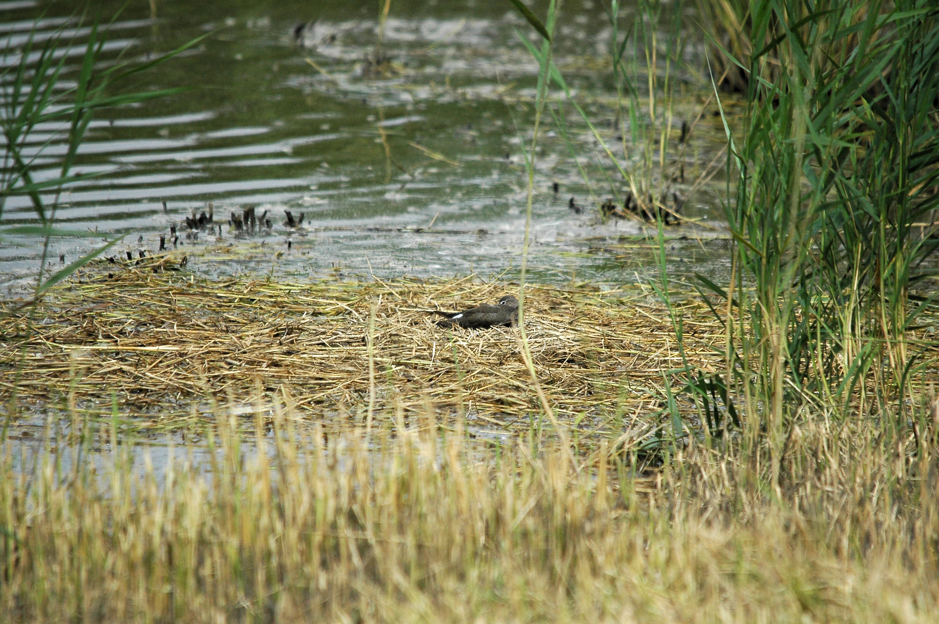 photos/wildlife/Bird_Species/063-Waders/1560-Green_Sandpiper/dsc_2733.jpg