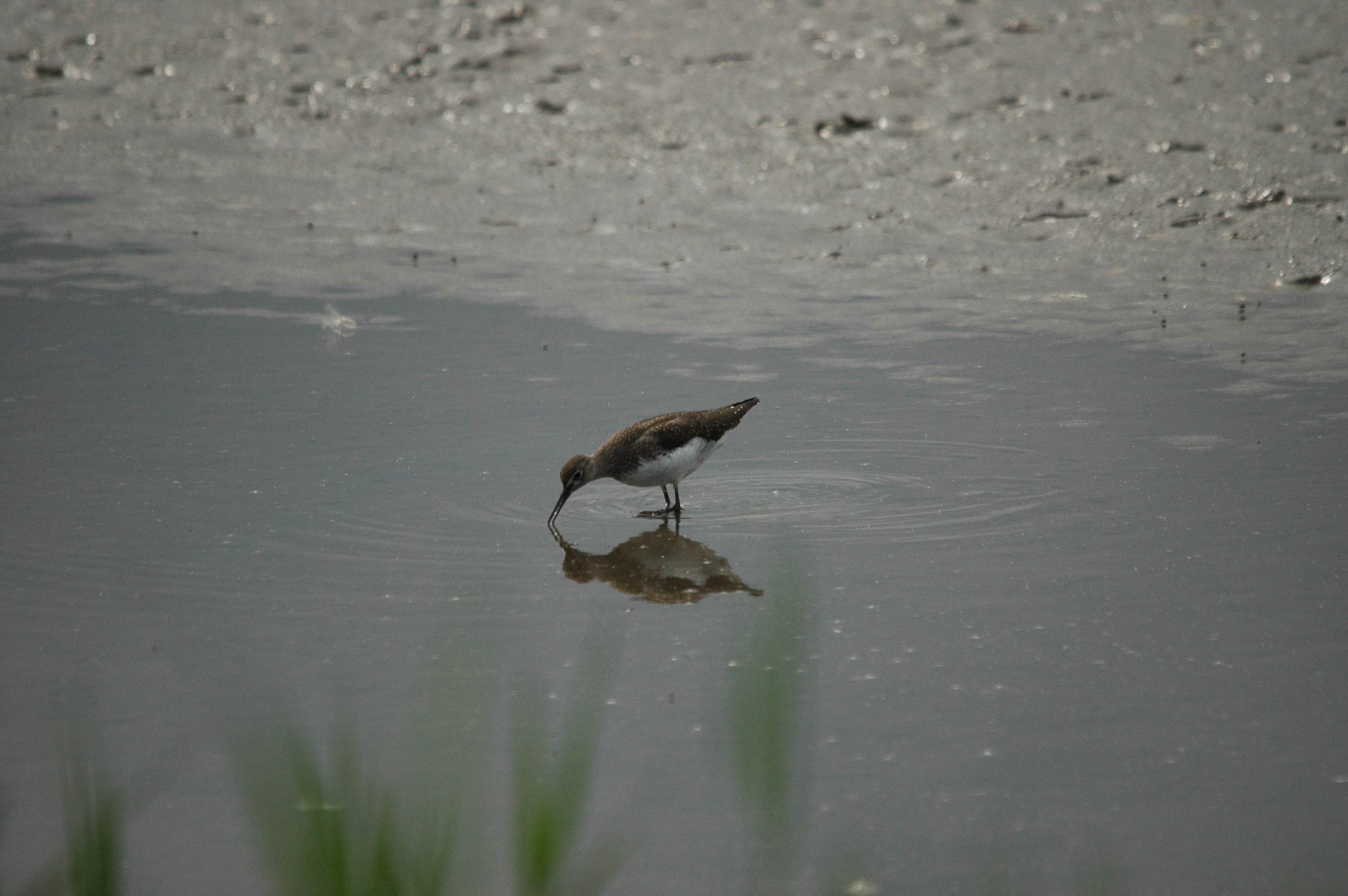 photos/wildlife/Bird_Species/063-Waders/1560-Green_Sandpiper/dsc_2912.jpg