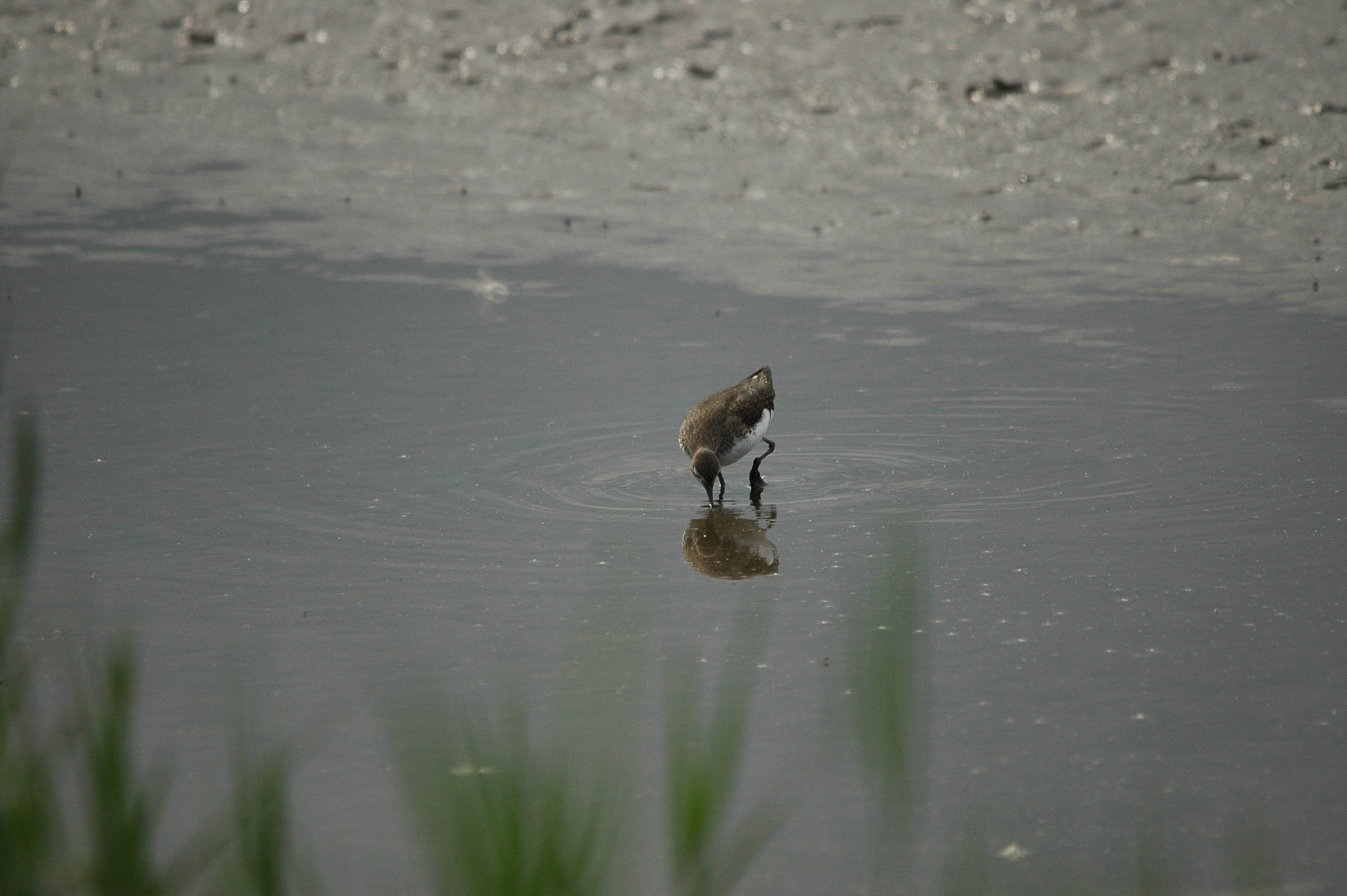 photos/wildlife/Bird_Species/063-Waders/1560-Green_Sandpiper/dsc_2913.jpg