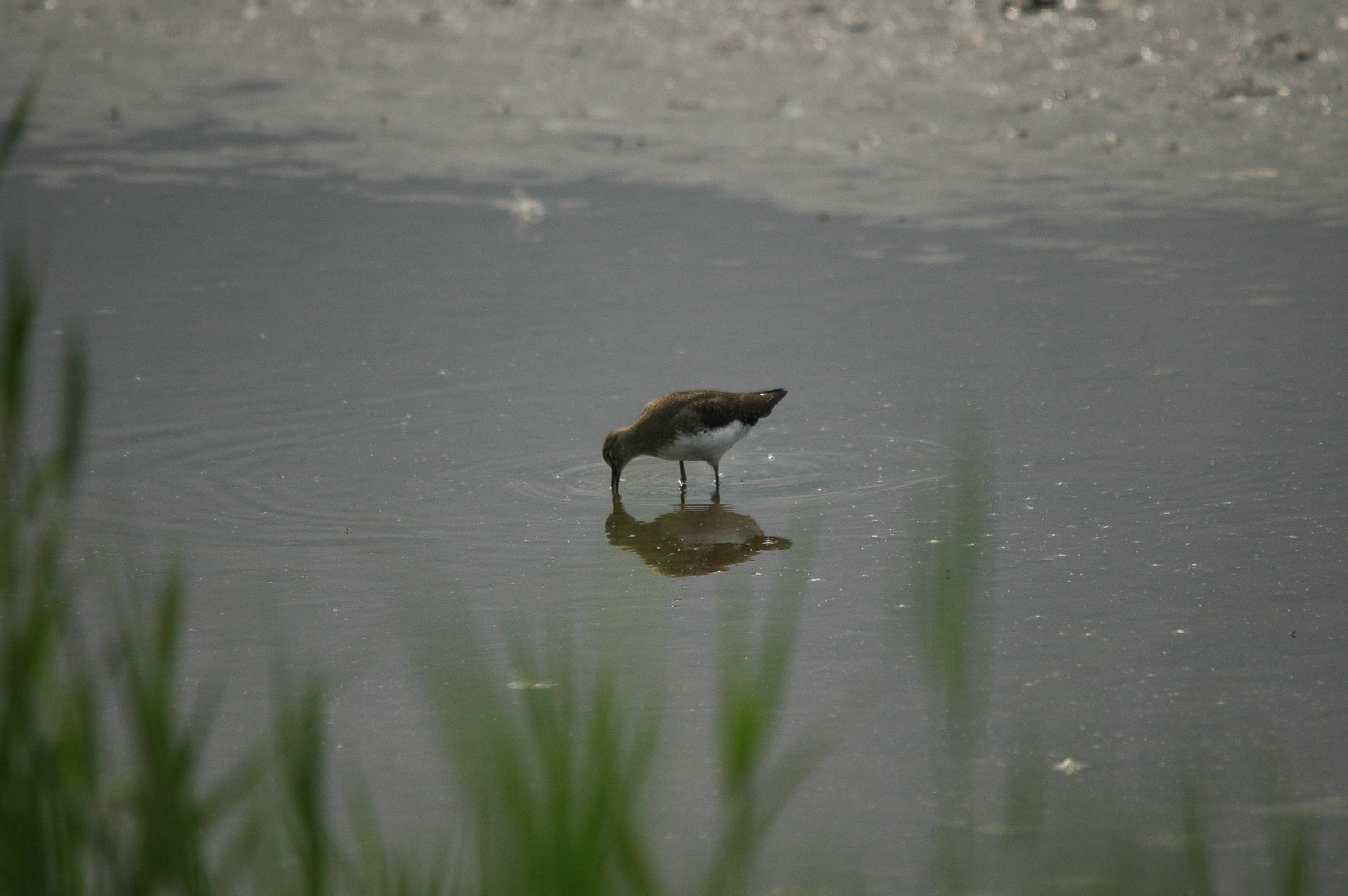 photos/wildlife/Bird_Species/063-Waders/1560-Green_Sandpiper/dsc_2914.jpg
