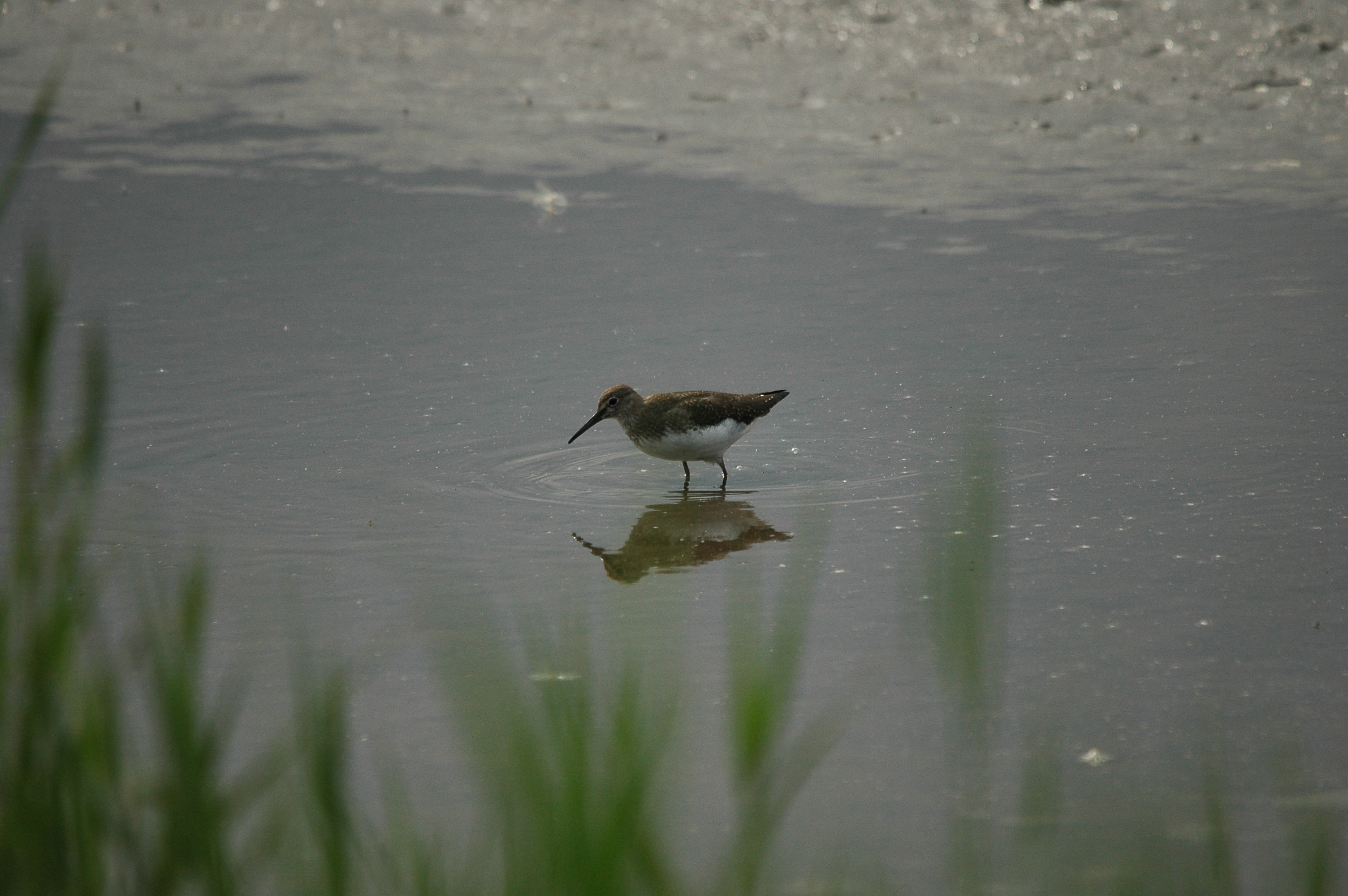 photos/wildlife/Bird_Species/063-Waders/1560-Green_Sandpiper/dsc_2915.jpg