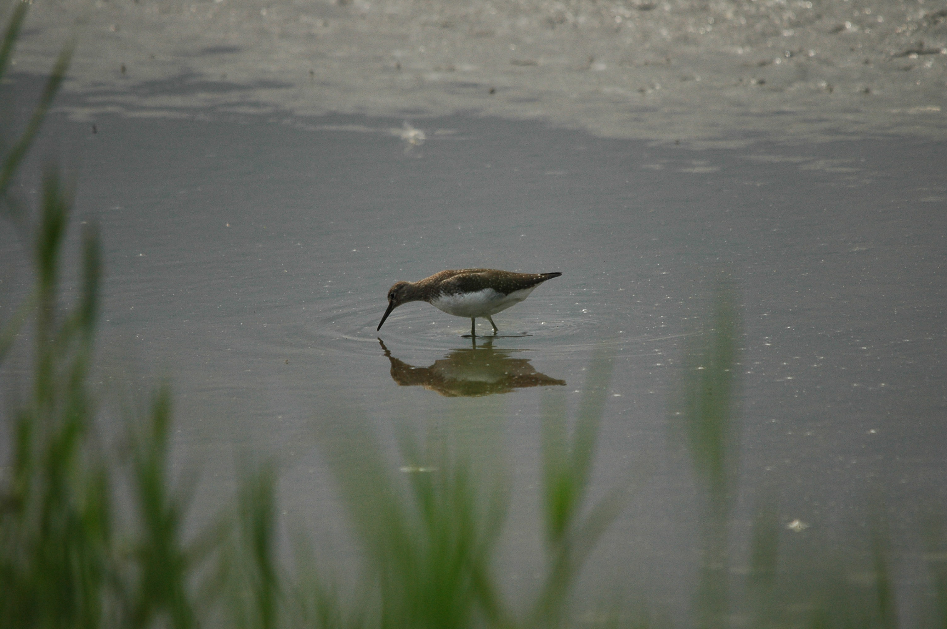 photos/wildlife/Bird_Species/063-Waders/1560-Green_Sandpiper/dsc_2916.jpg