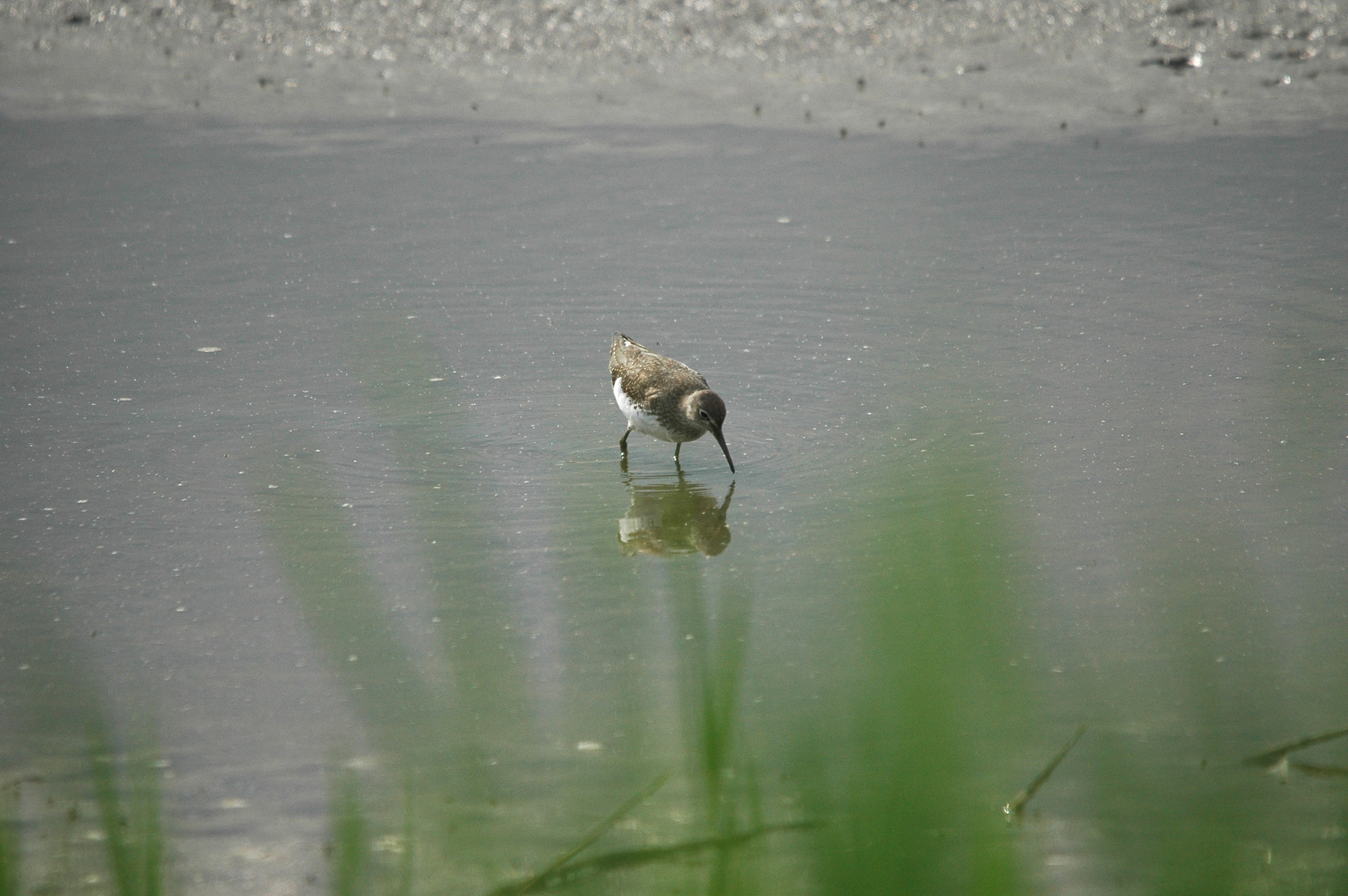 photos/wildlife/Bird_Species/063-Waders/1560-Green_Sandpiper/dsc_2919.jpg