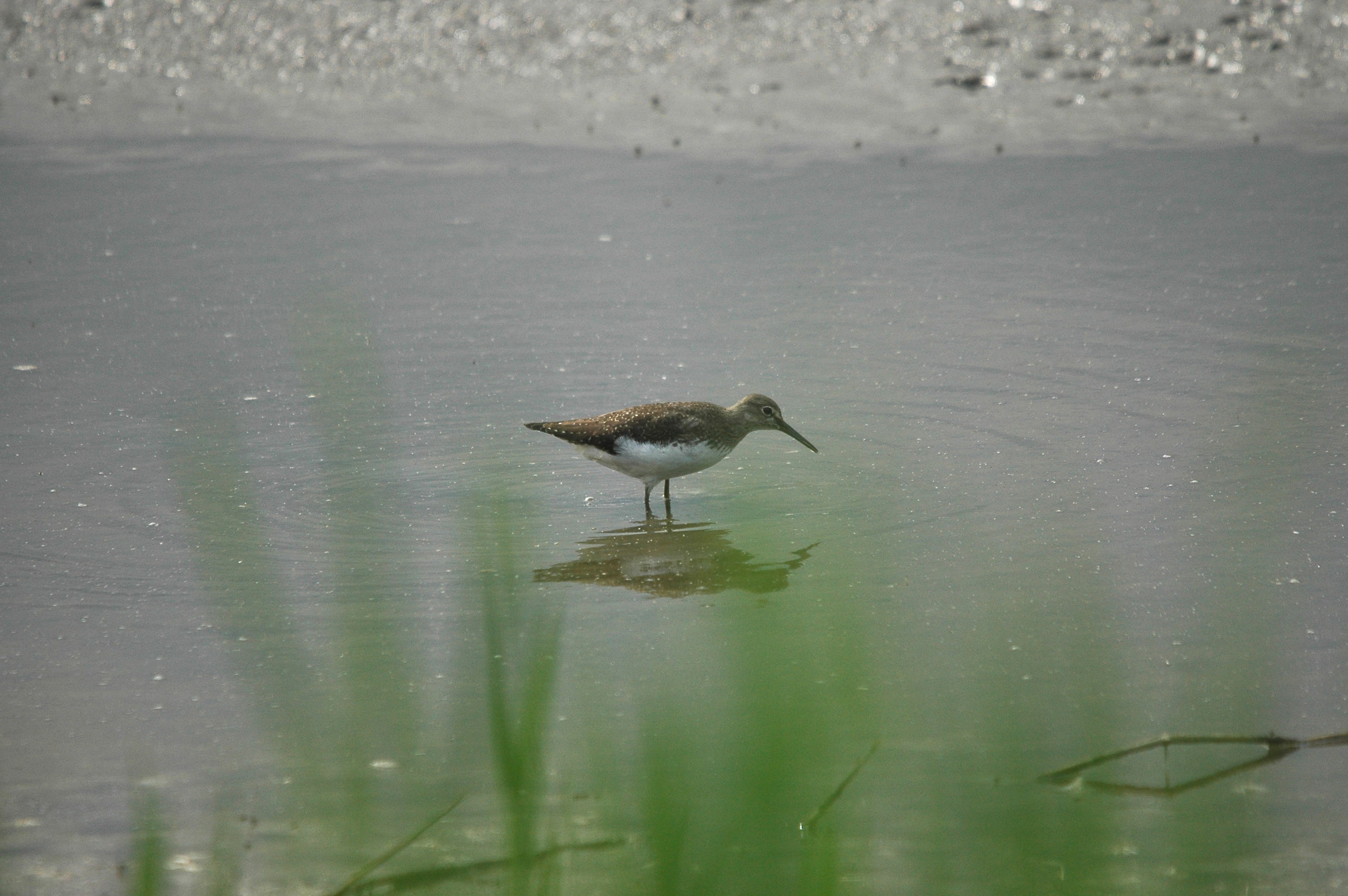 photos/wildlife/Bird_Species/063-Waders/1560-Green_Sandpiper/dsc_2920.jpg