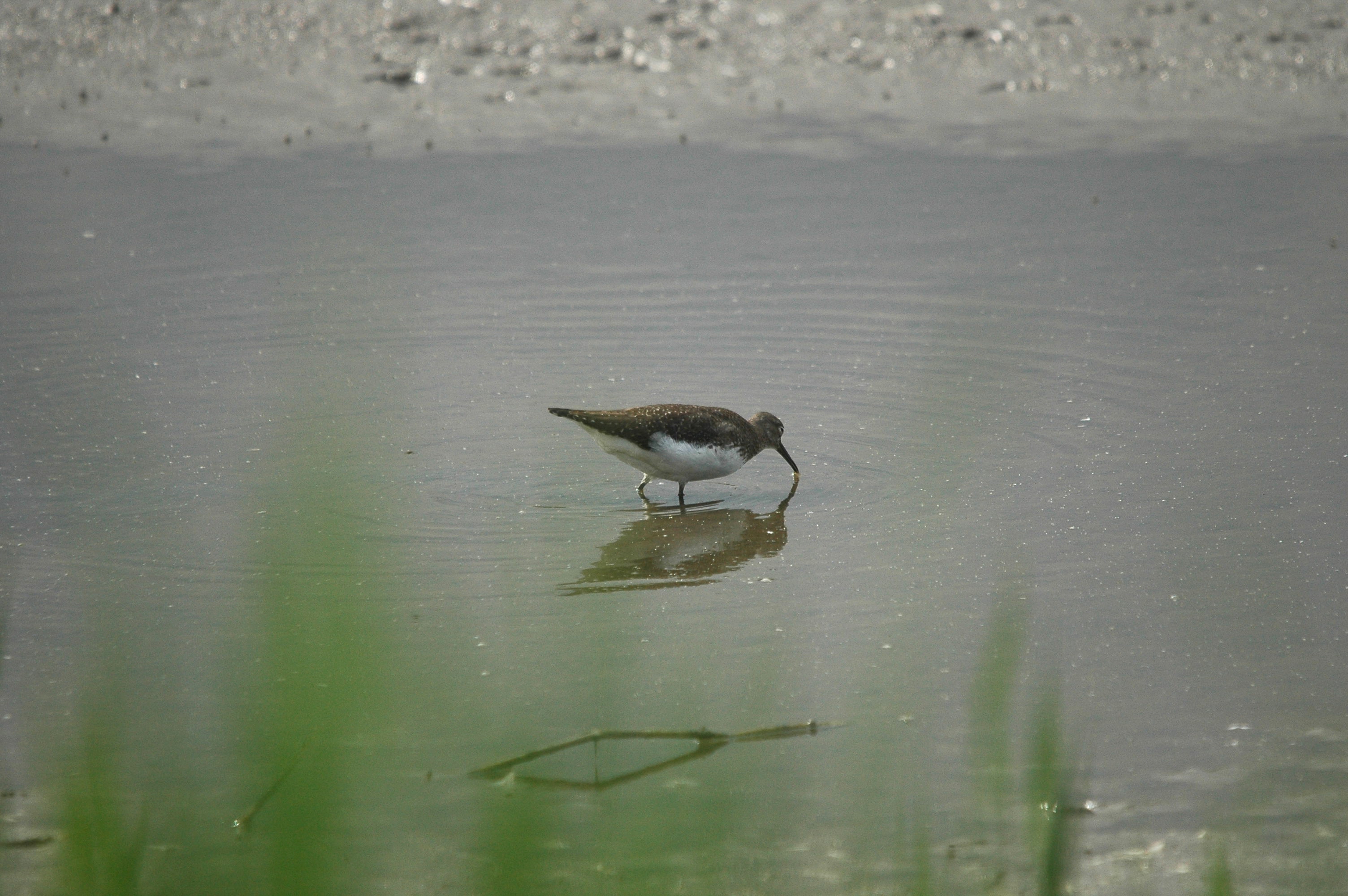 photos/wildlife/Bird_Species/063-Waders/1560-Green_Sandpiper/dsc_2921.jpg