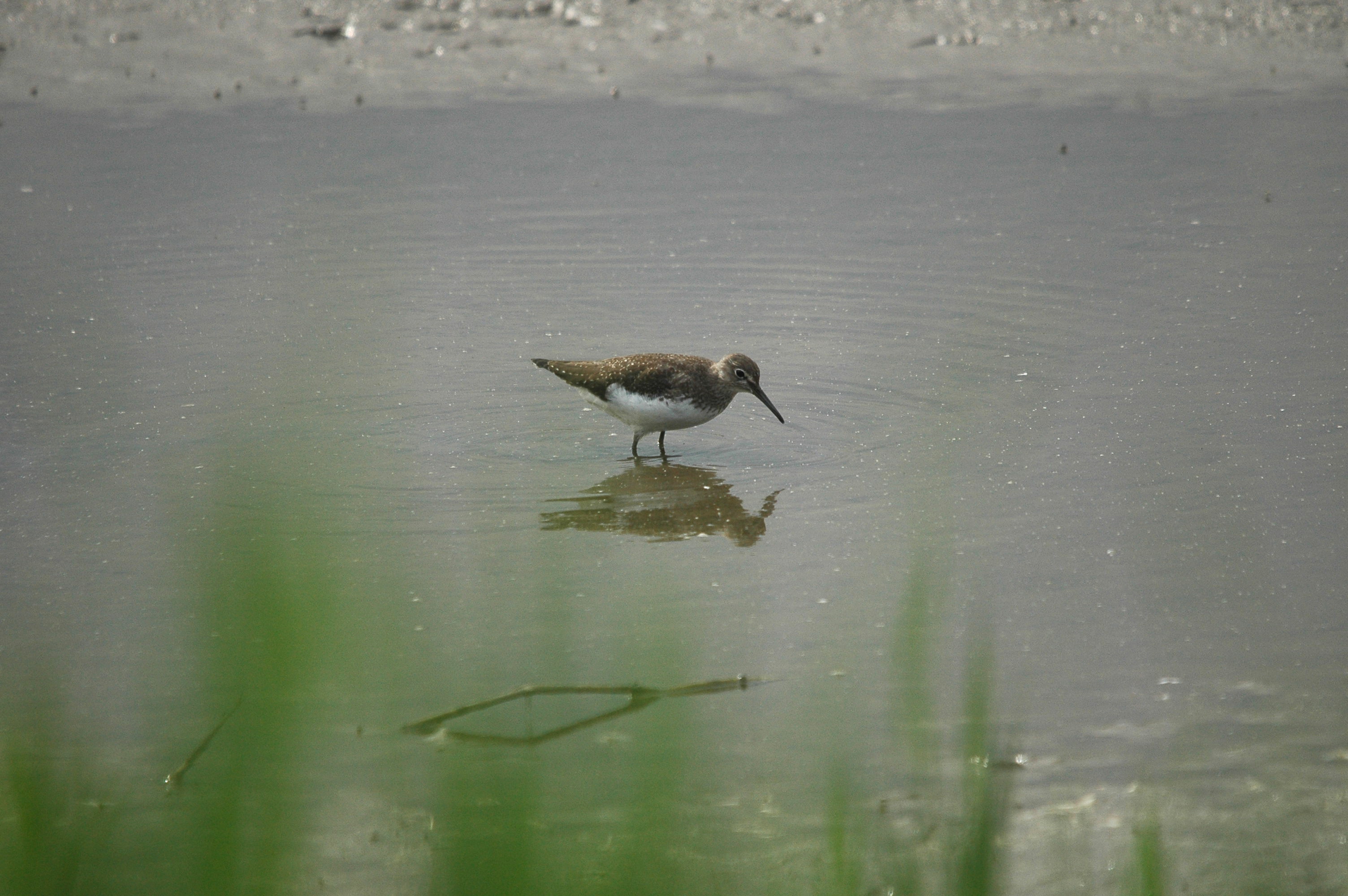 photos/wildlife/Bird_Species/063-Waders/1560-Green_Sandpiper/dsc_2922.jpg