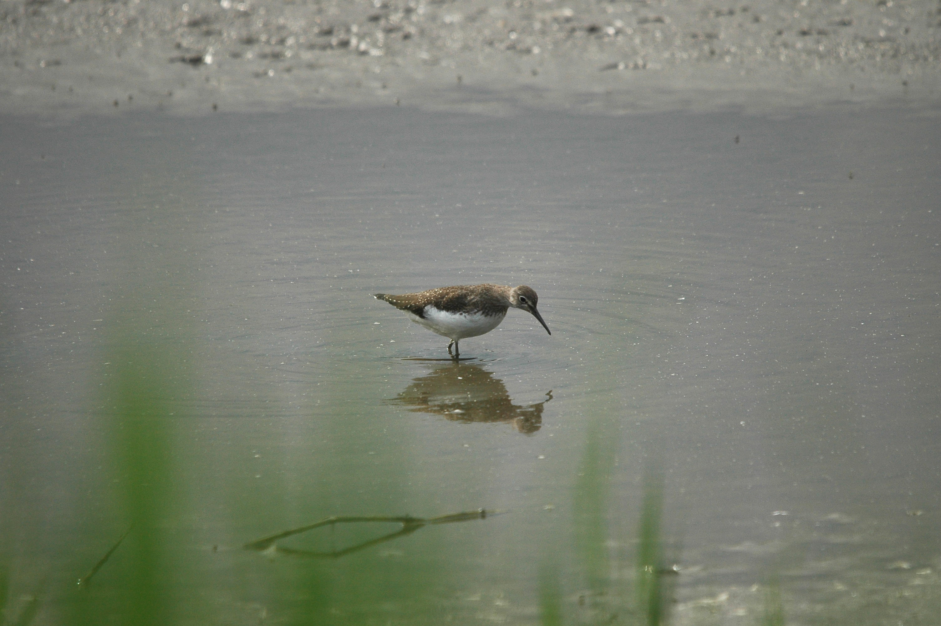 photos/wildlife/Bird_Species/063-Waders/1560-Green_Sandpiper/dsc_2923.jpg
