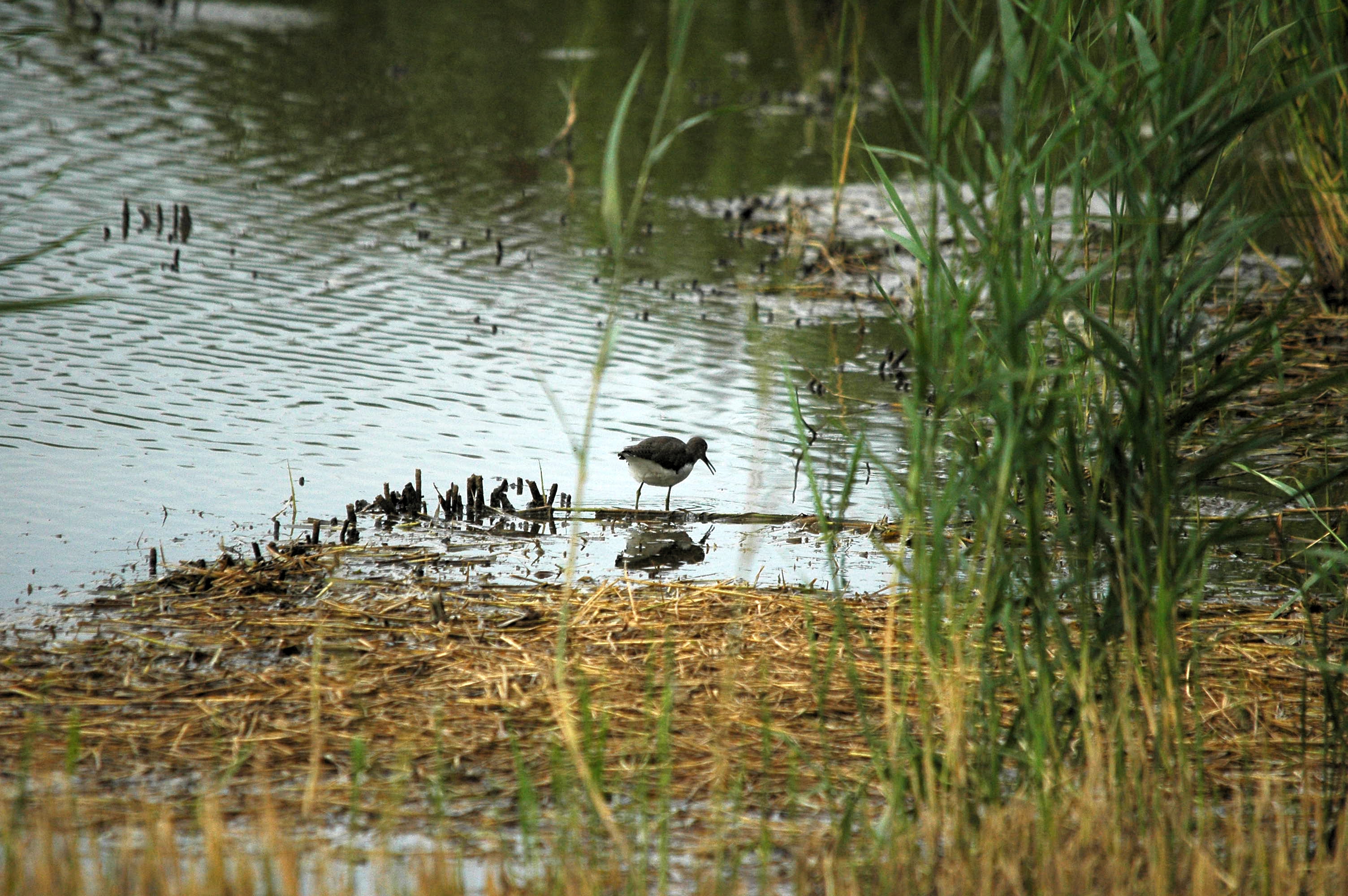 photos/wildlife/Bird_Species/063-Waders/1560-Green_Sandpiper/dsc_2932.jpg