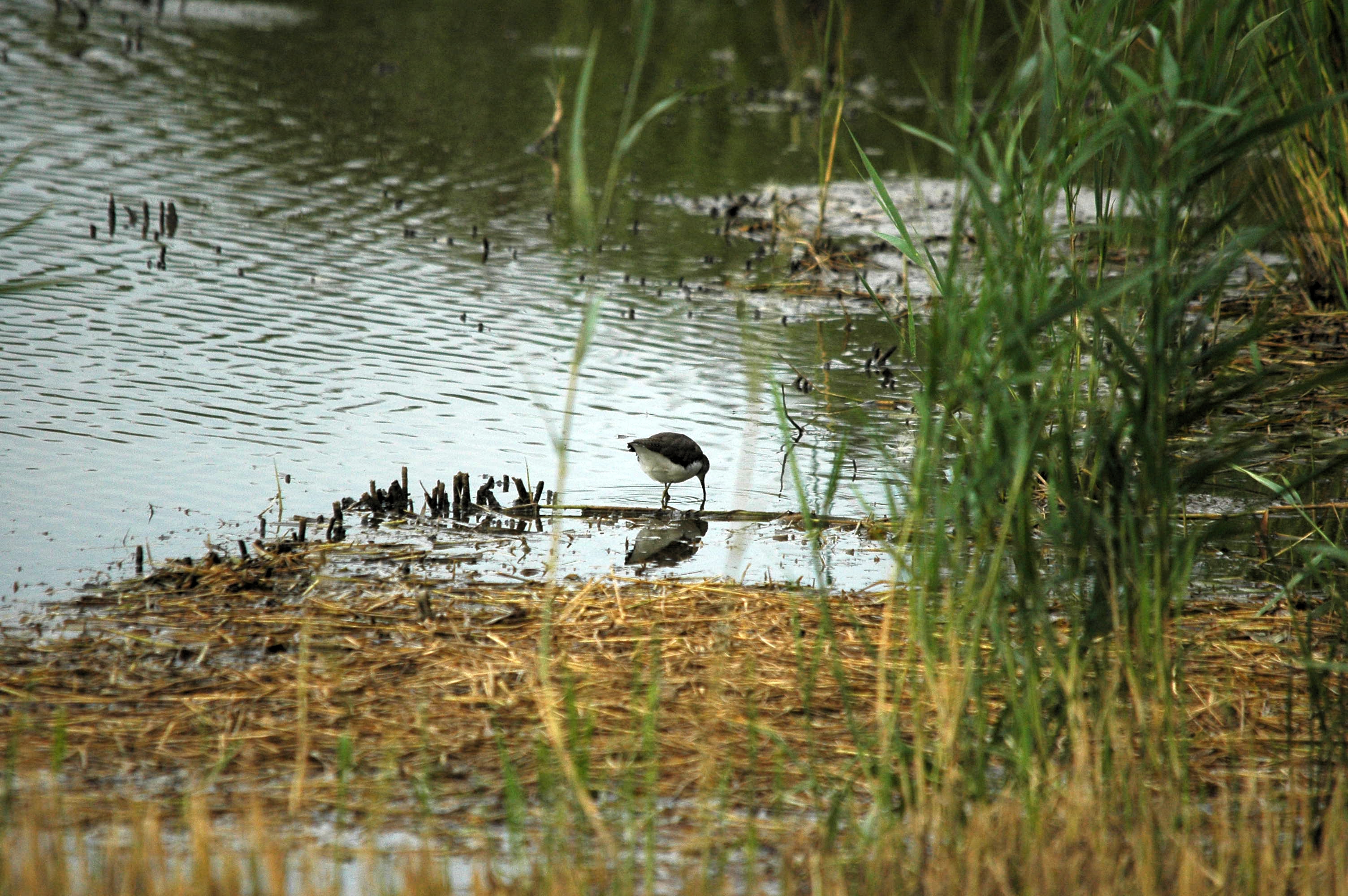 photos/wildlife/Bird_Species/063-Waders/1560-Green_Sandpiper/dsc_2933.jpg