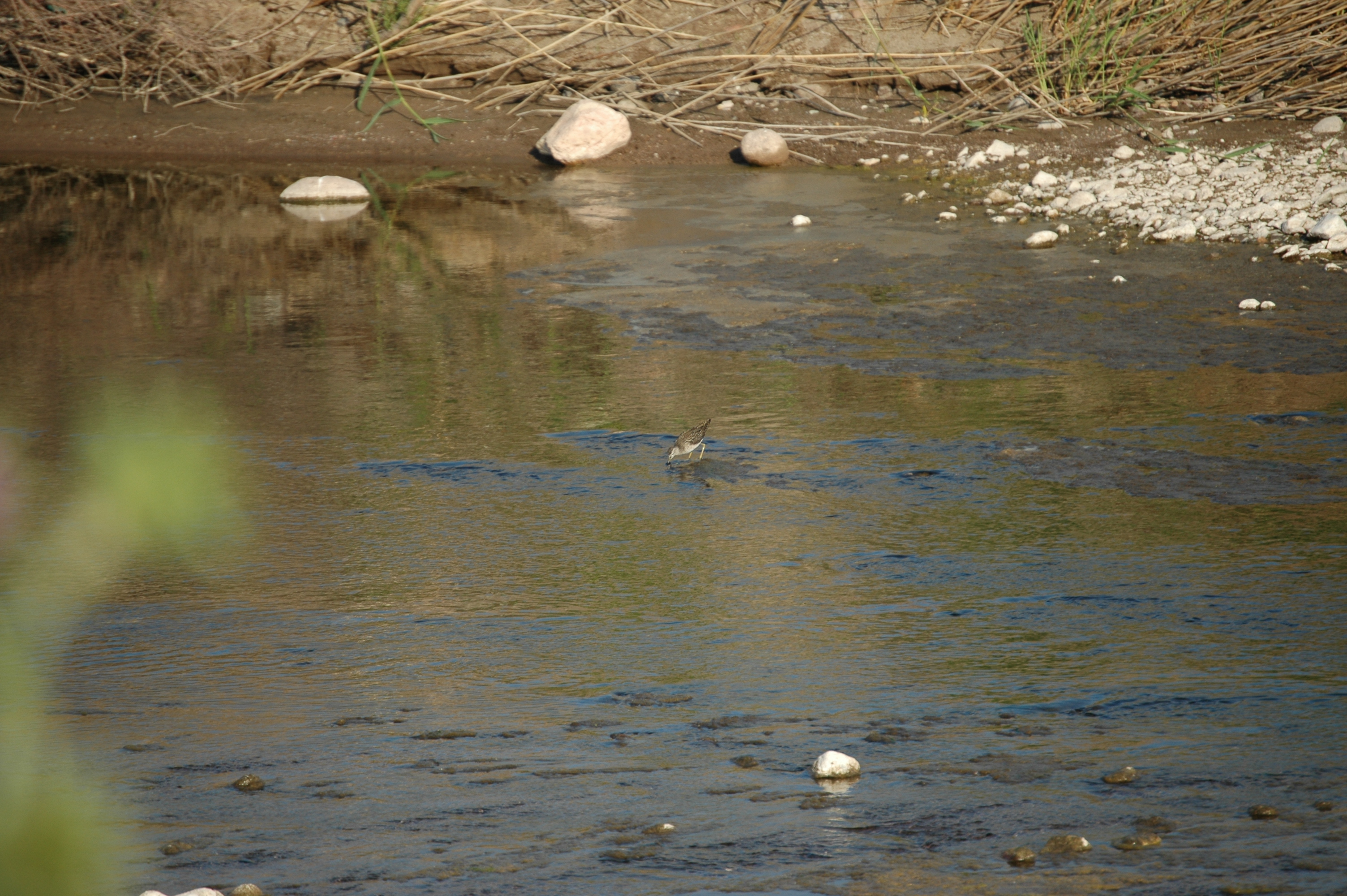 photos/wildlife/Bird_Species/063-Waders/1562-Wood_Sandpiper/20060425-Lesvos-01.jpg