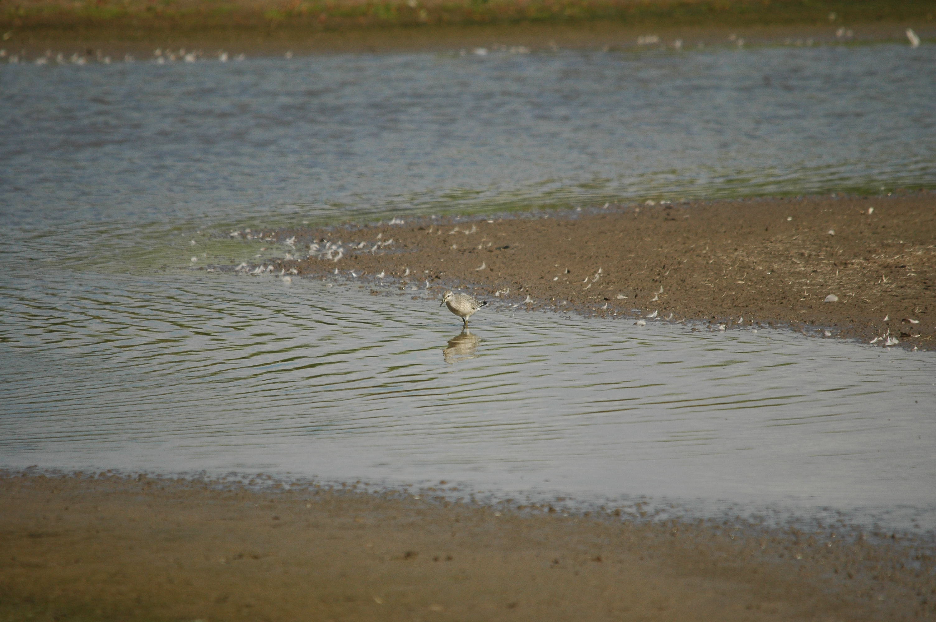 photos/wildlife/Bird_Species/063-Waders/1562-Wood_Sandpiper/DSC_3229.JPG