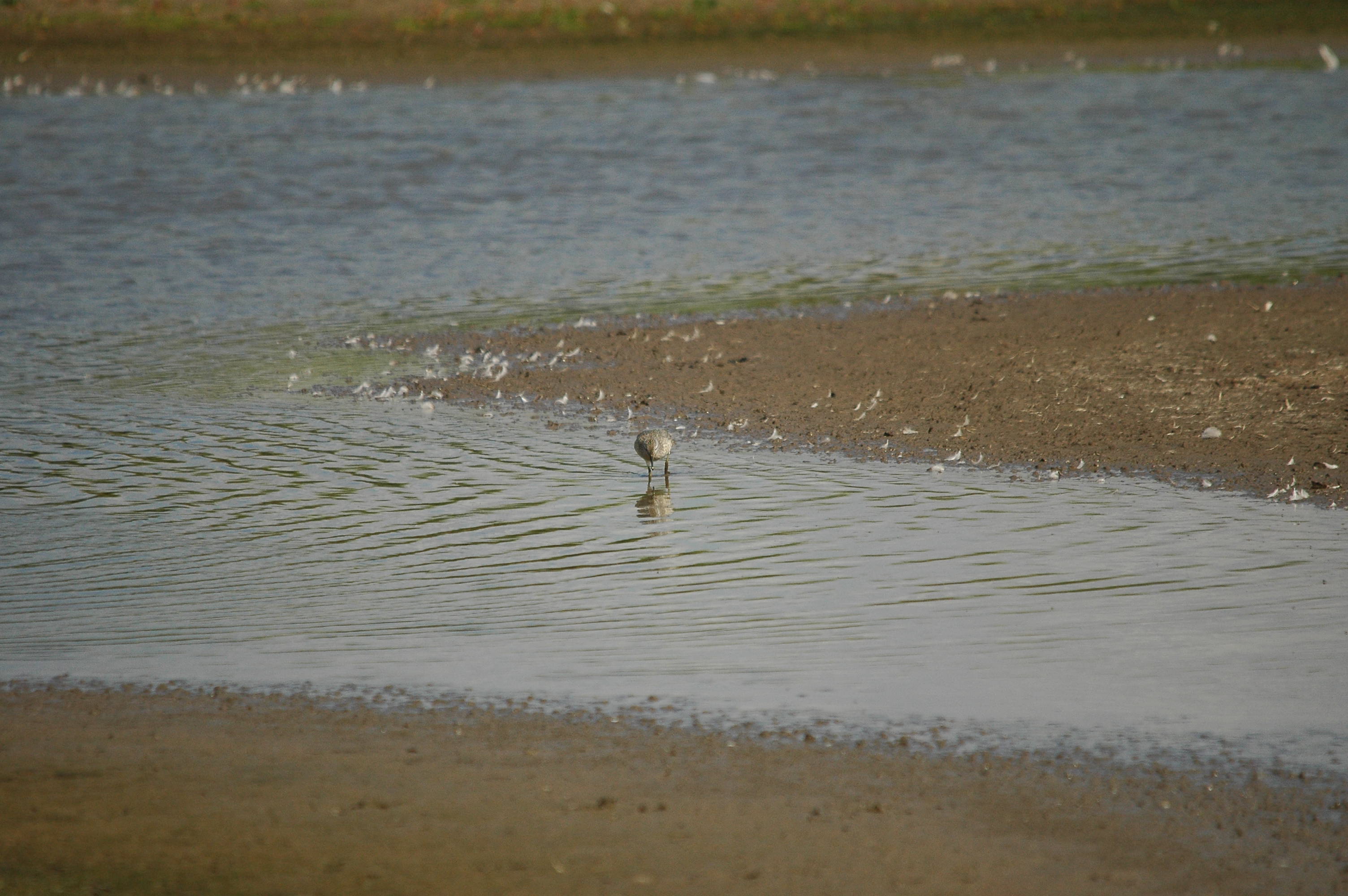 photos/wildlife/Bird_Species/063-Waders/1562-Wood_Sandpiper/DSC_3230.JPG