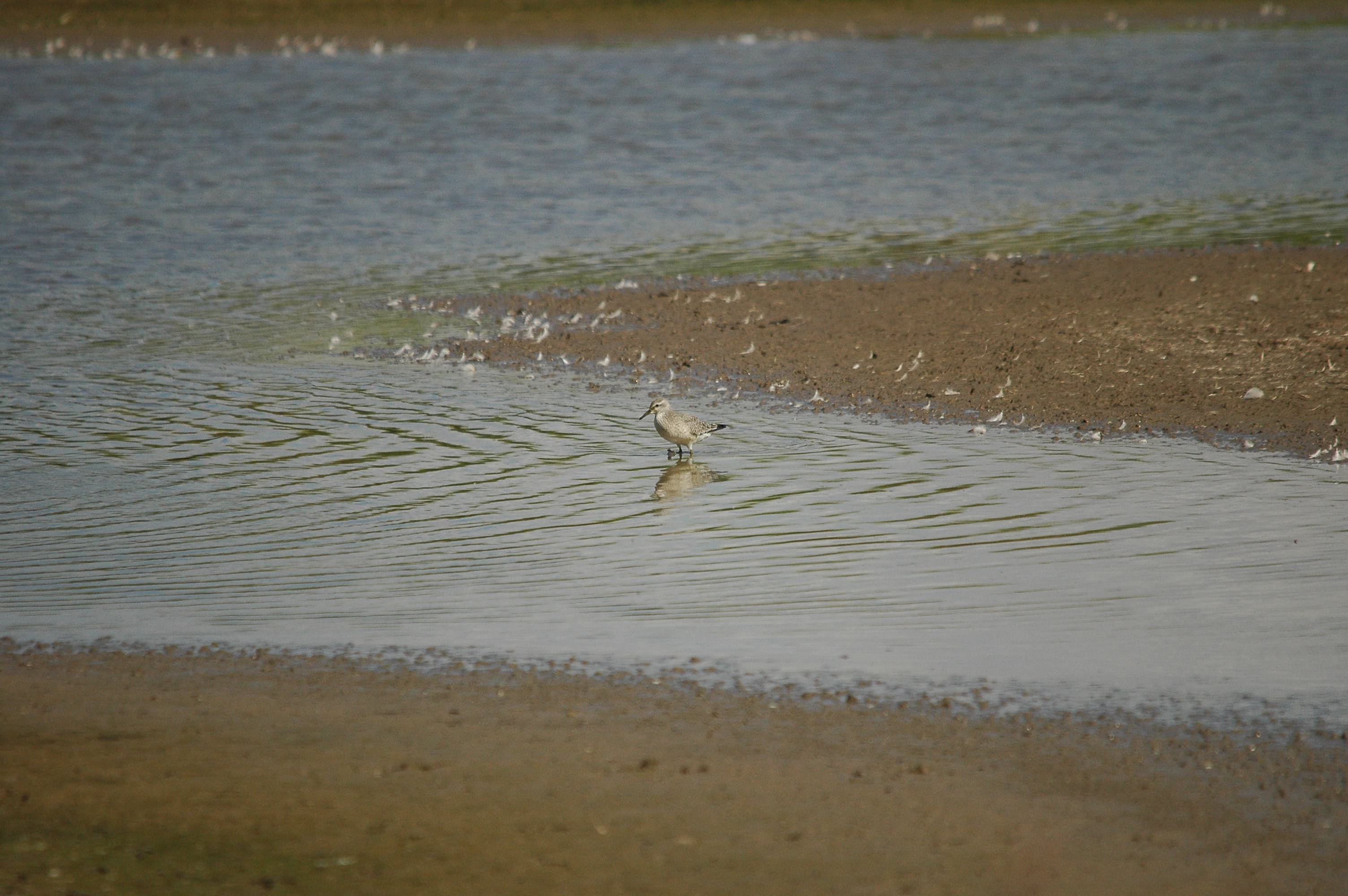 photos/wildlife/Bird_Species/063-Waders/1562-Wood_Sandpiper/DSC_3231.JPG