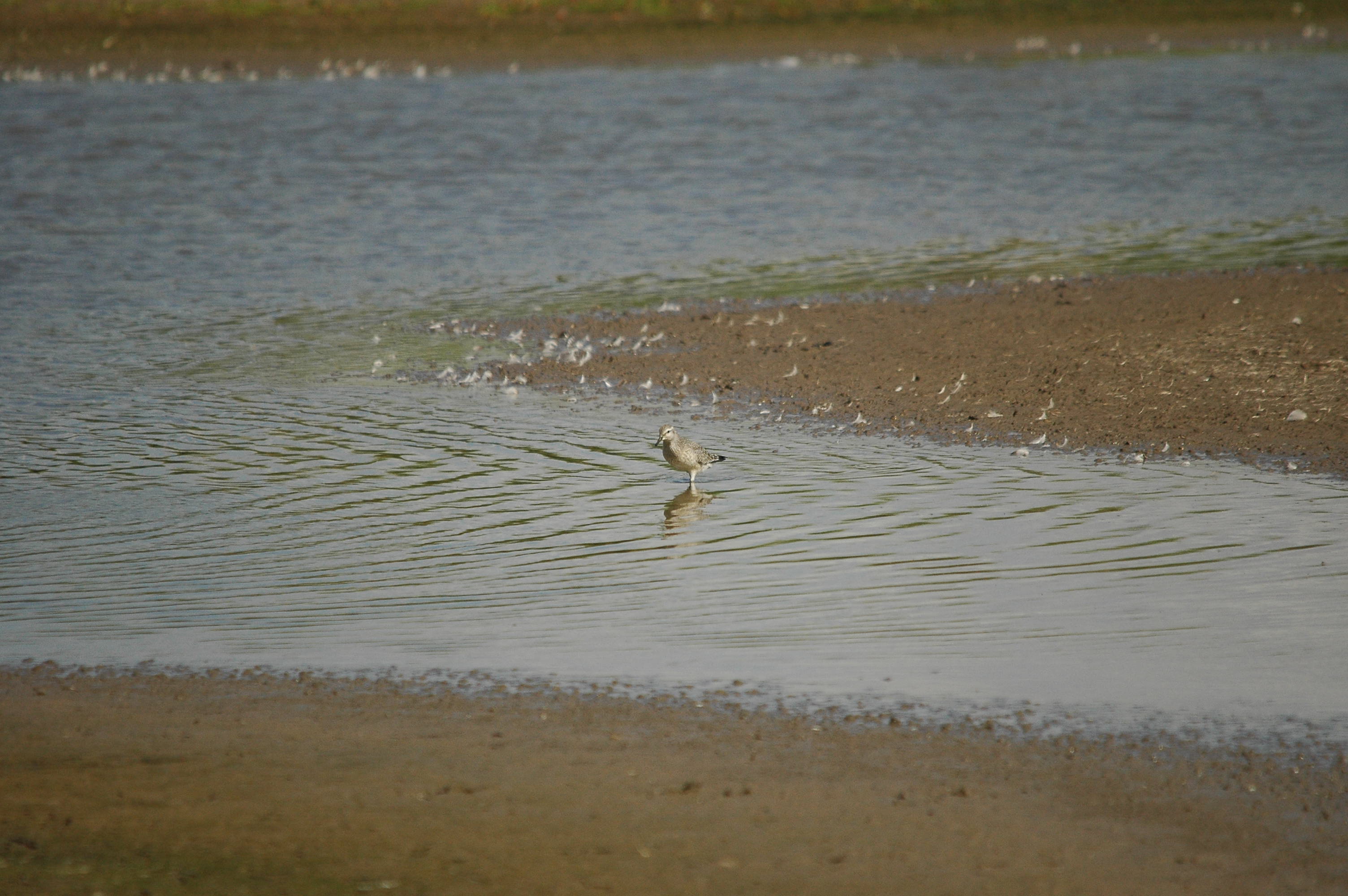 photos/wildlife/Bird_Species/063-Waders/1562-Wood_Sandpiper/DSC_3232.JPG