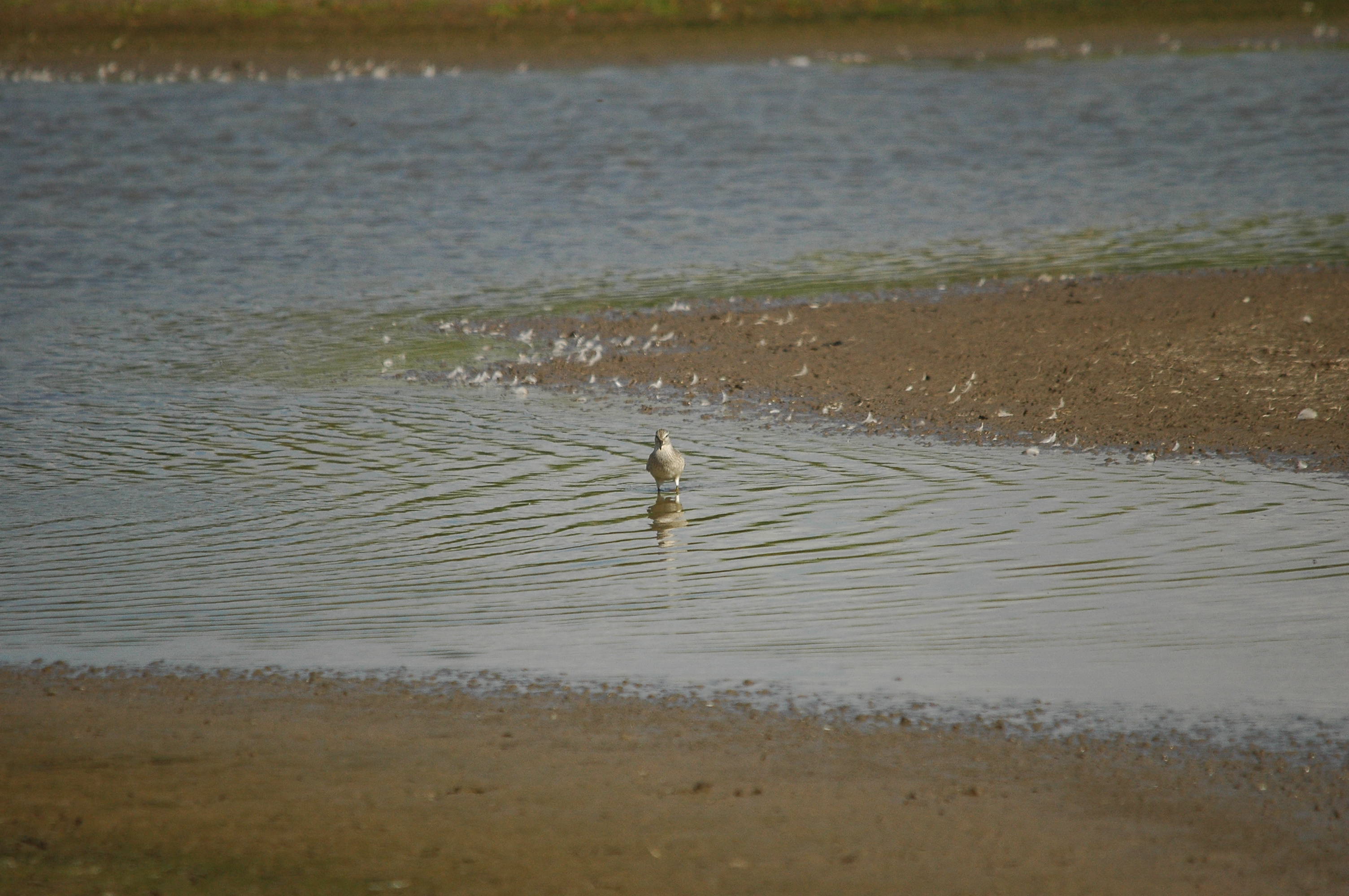 photos/wildlife/Bird_Species/063-Waders/1562-Wood_Sandpiper/DSC_3233.JPG