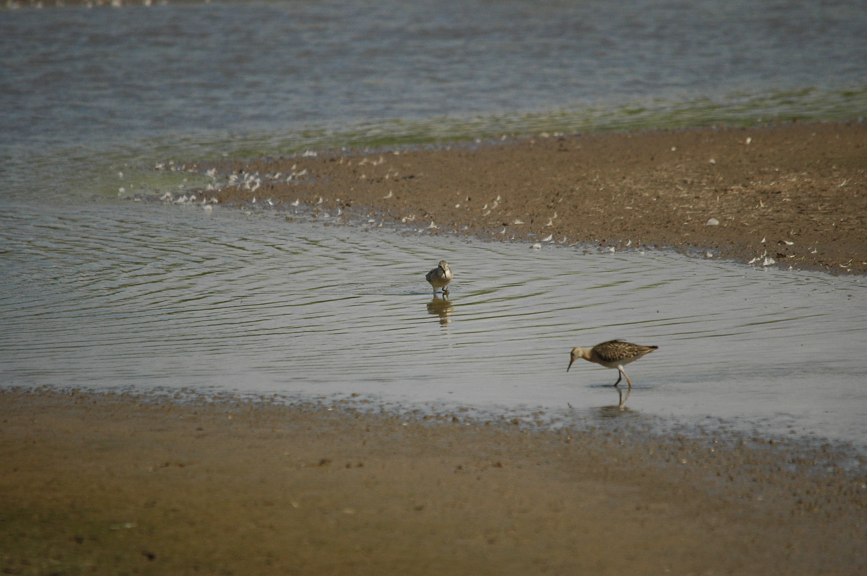 photos/wildlife/Bird_Species/063-Waders/1562-Wood_Sandpiper/DSC_3234.JPG
