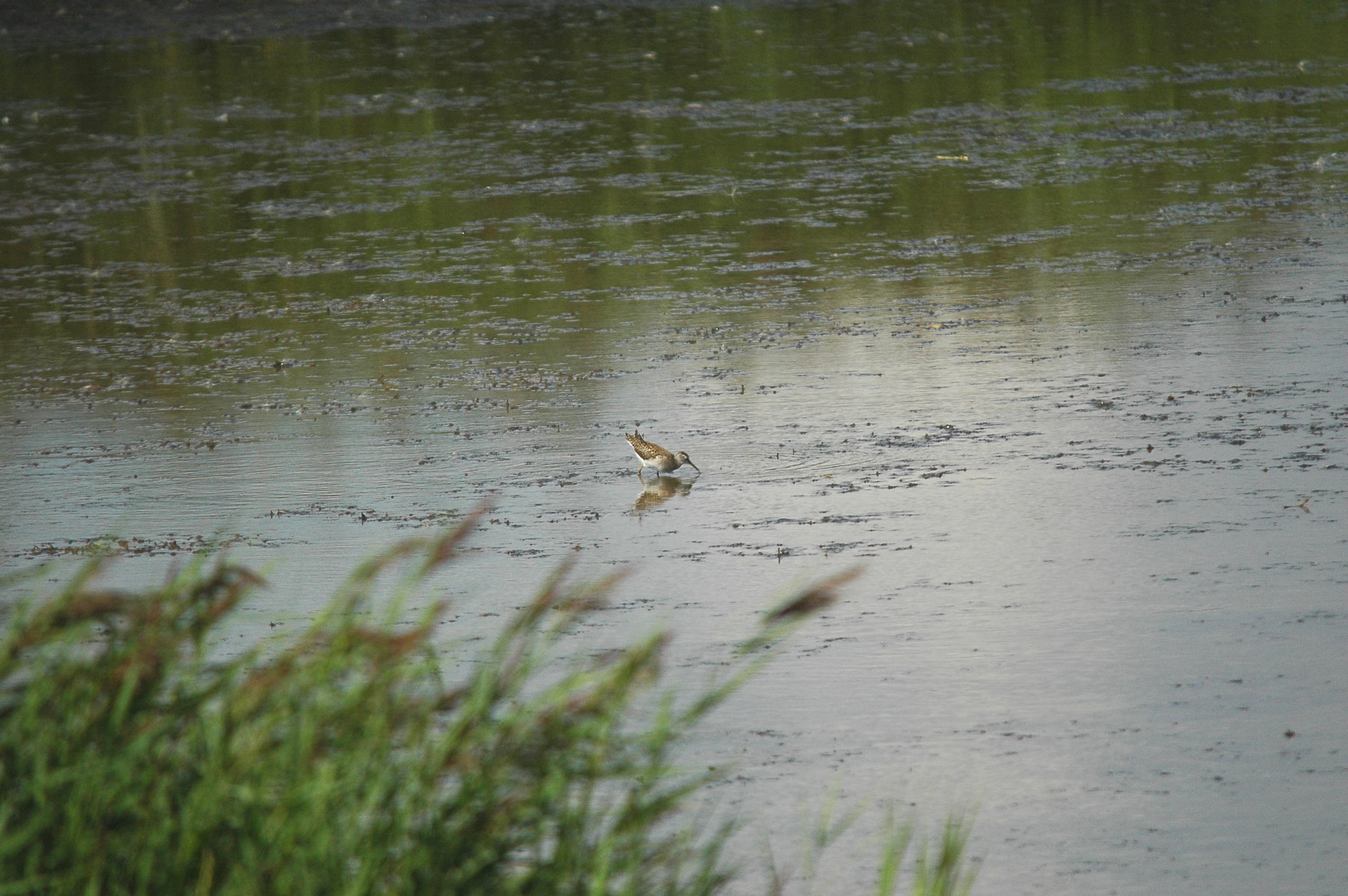 photos/wildlife/Bird_Species/063-Waders/1562-Wood_Sandpiper/DSC_3242.JPG