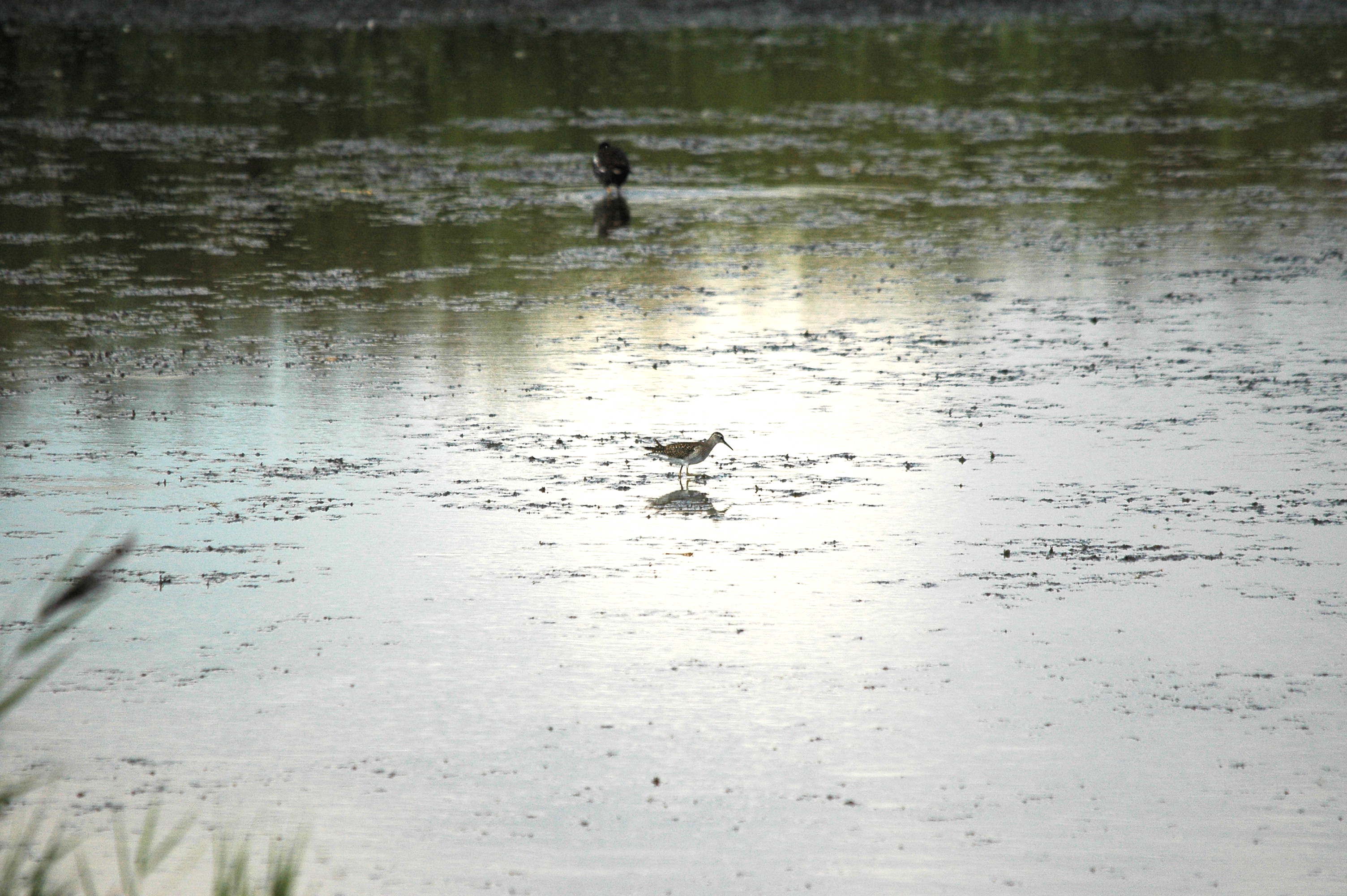 photos/wildlife/Bird_Species/063-Waders/1562-Wood_Sandpiper/DSC_3243.JPG