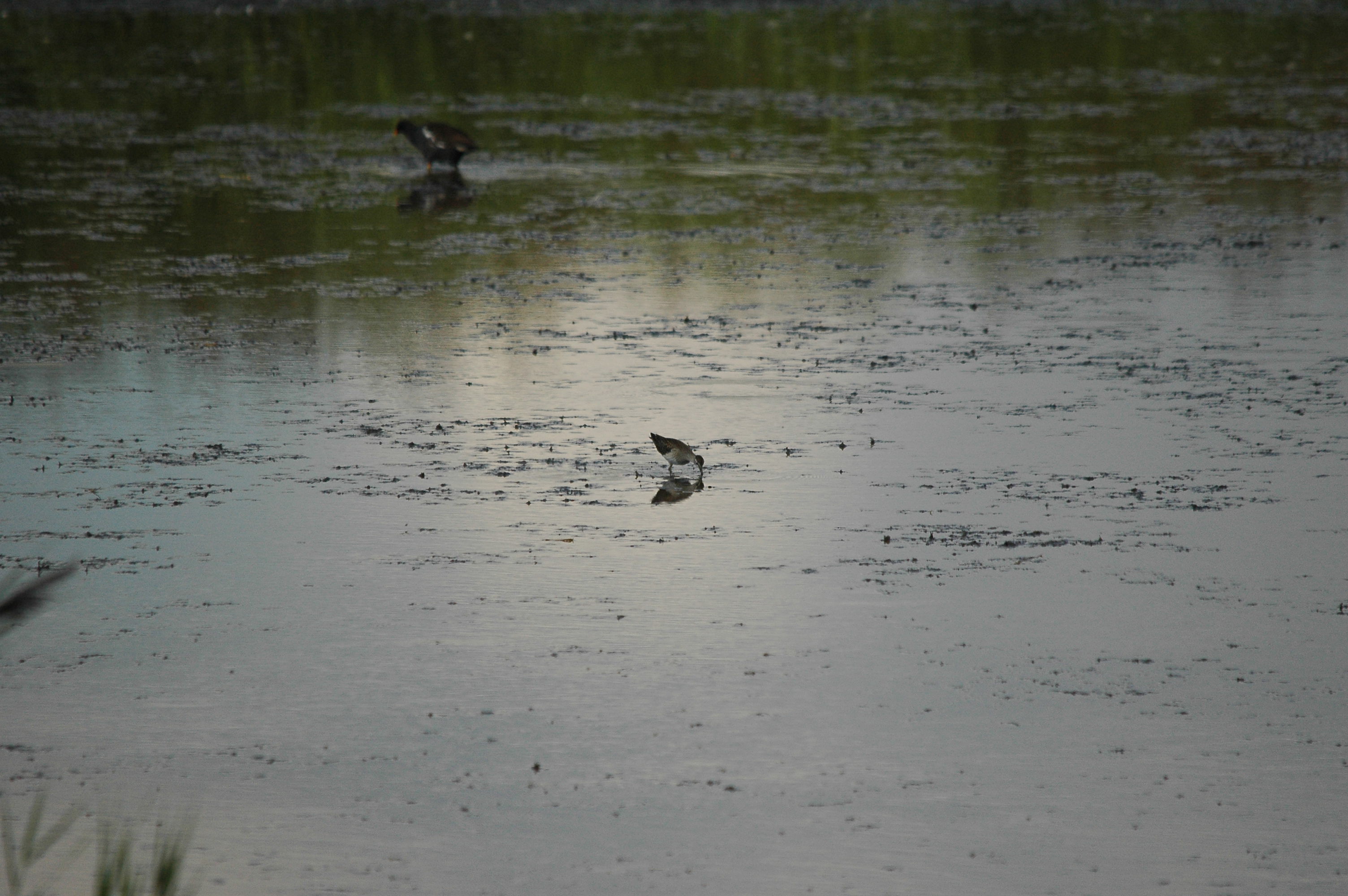 photos/wildlife/Bird_Species/063-Waders/1562-Wood_Sandpiper/DSC_3244.JPG