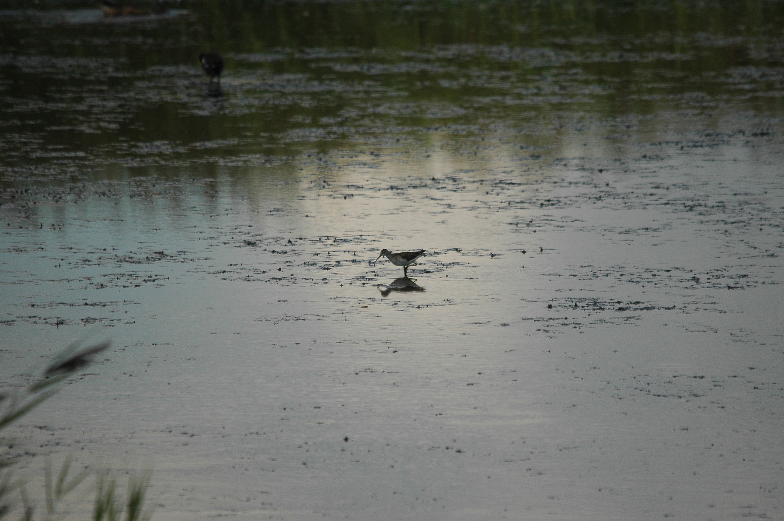 photos/wildlife/Bird_Species/063-Waders/1562-Wood_Sandpiper/DSC_3245.JPG