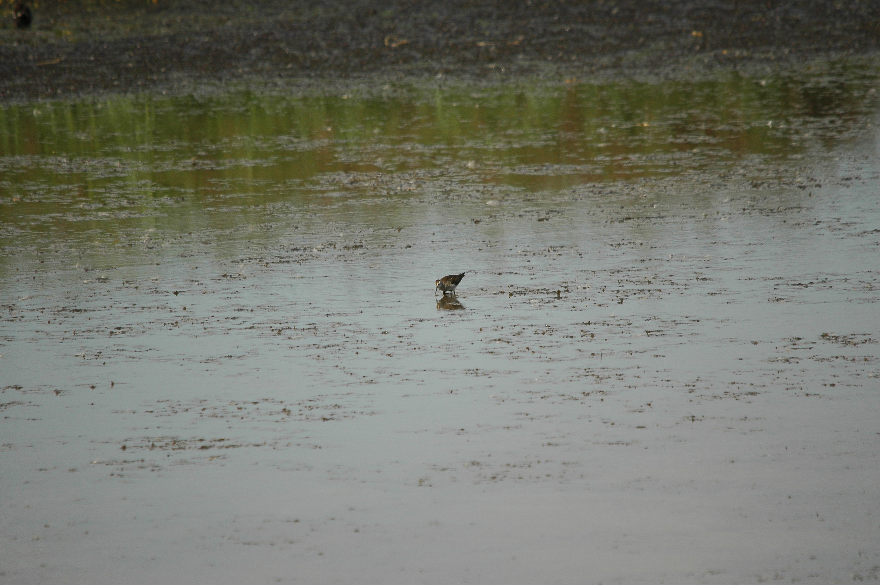 photos/wildlife/Bird_Species/063-Waders/1562-Wood_Sandpiper/DSC_3246.JPG