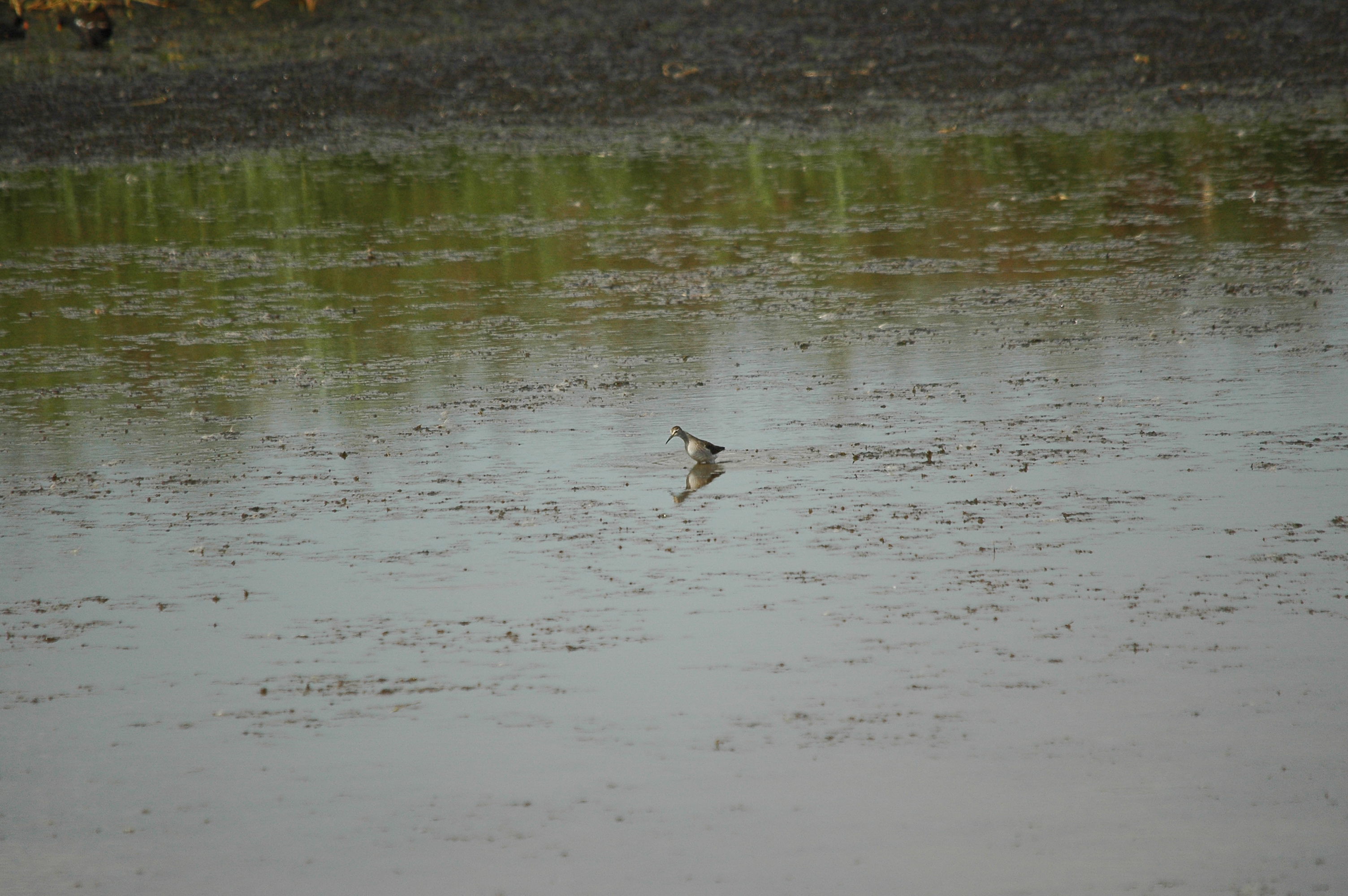 photos/wildlife/Bird_Species/063-Waders/1562-Wood_Sandpiper/DSC_3247.JPG